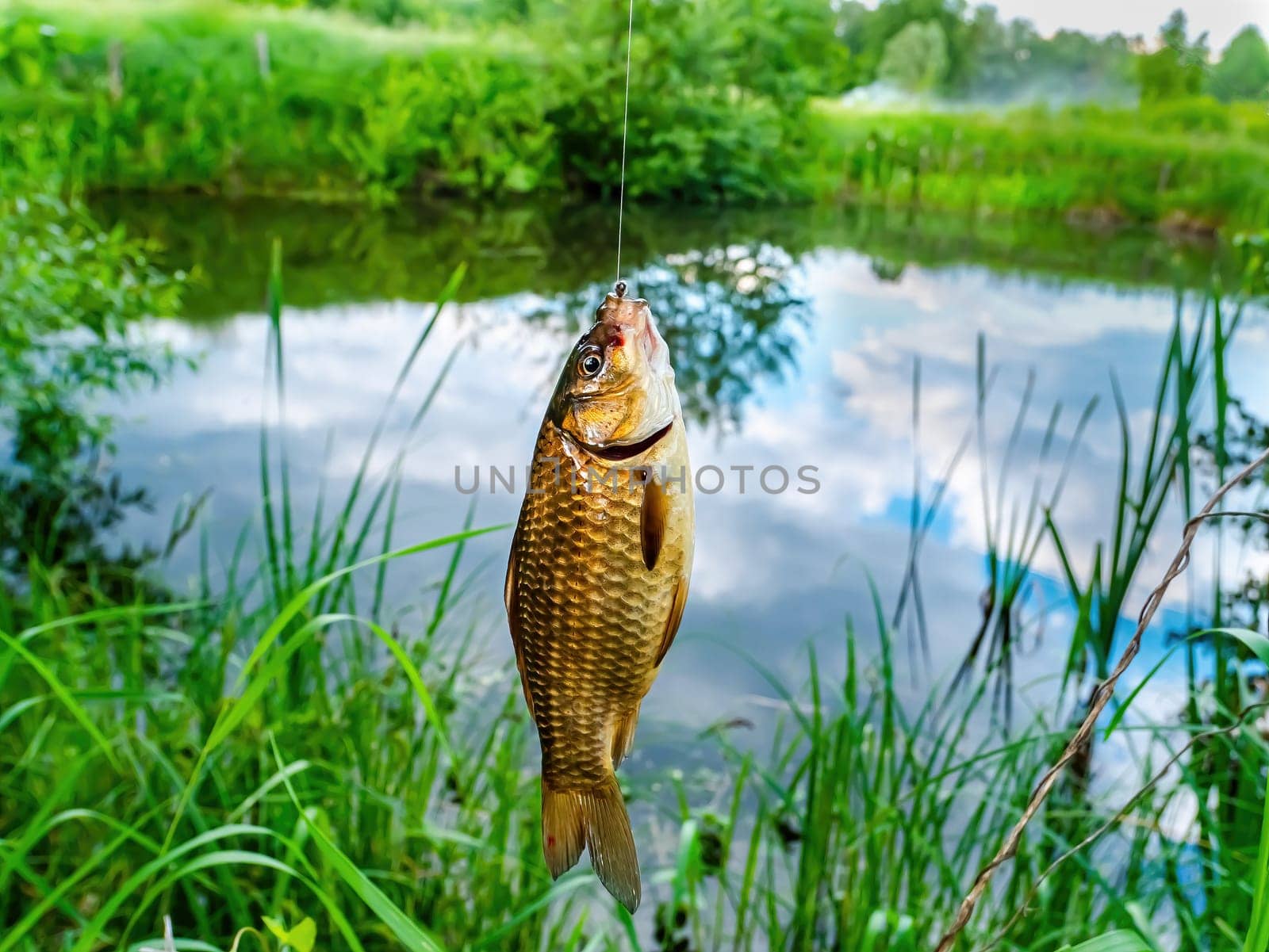 A crucian carp is caught with a fishing rod in a freshwater lake. Fish crucian. Carp family. The fisherman's catch. Fishing place. Carassius. Green grass. Bank of the river. Reflection in water.