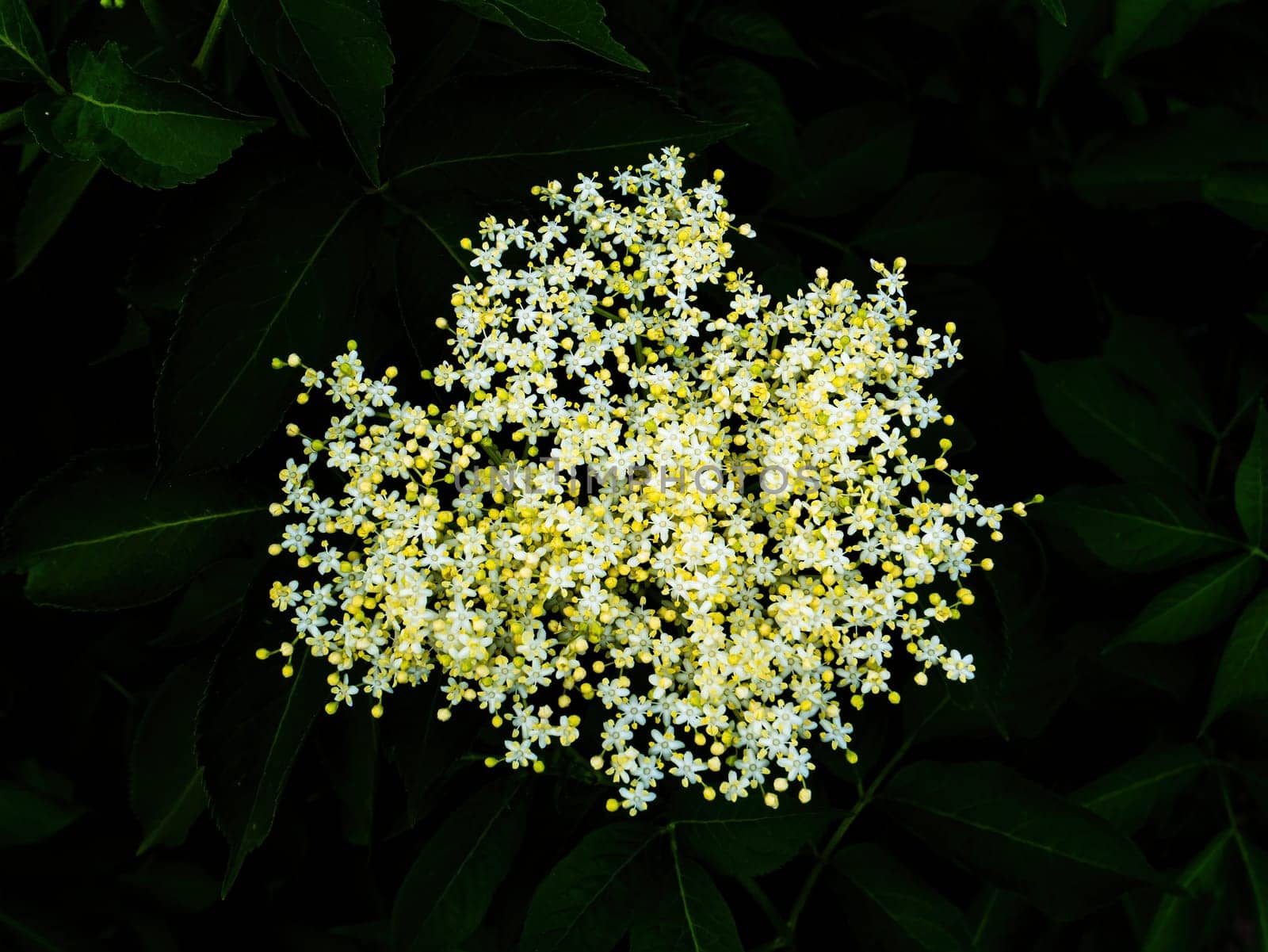 Blooming white elderberry flower in the night darkness. Sambucus plant. Sambucus flower. Night time. Darkness. Black background. Flowering plant. The fall season. Natural beauty.