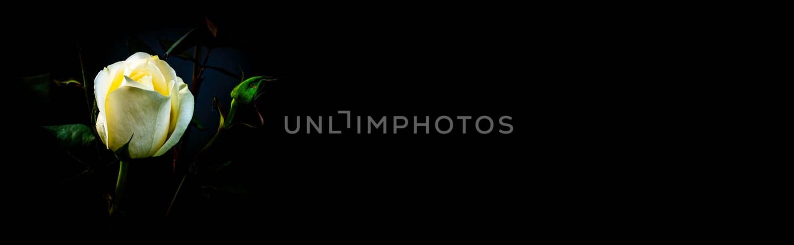 White rose flower on a black background. Blooming flowers. White Rose. Night darkness. Valentine's Day. Day of Remembrance. Celebrate with the parazdnik. Background image.