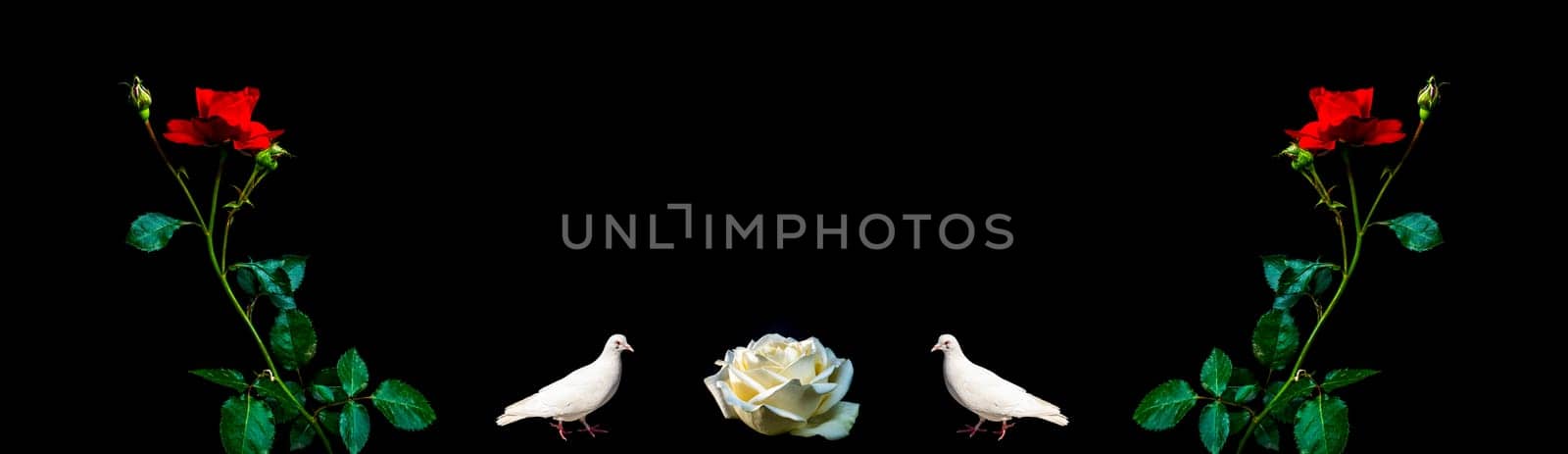 Red roses and white birds doves on a black background. Two birds doves. Rose flowers. Red and white colors. Black background. Day of Remembrance. Funeral services. Template for text.