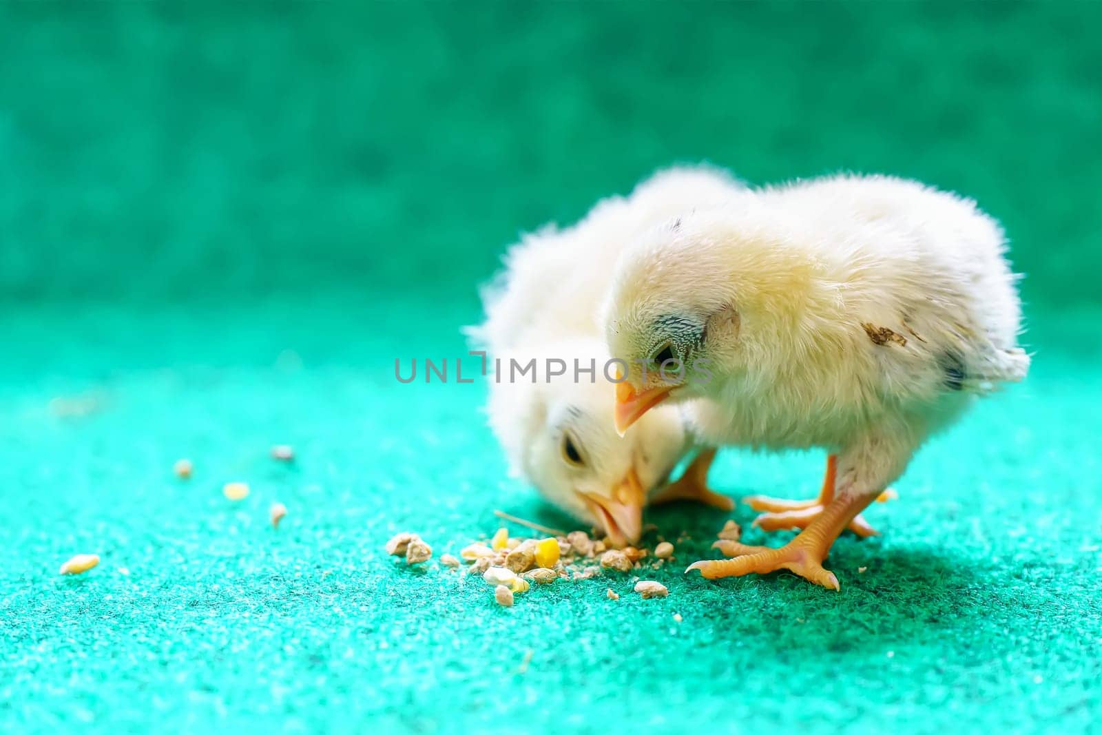 The yellow serama chicks on a artificial grass background.