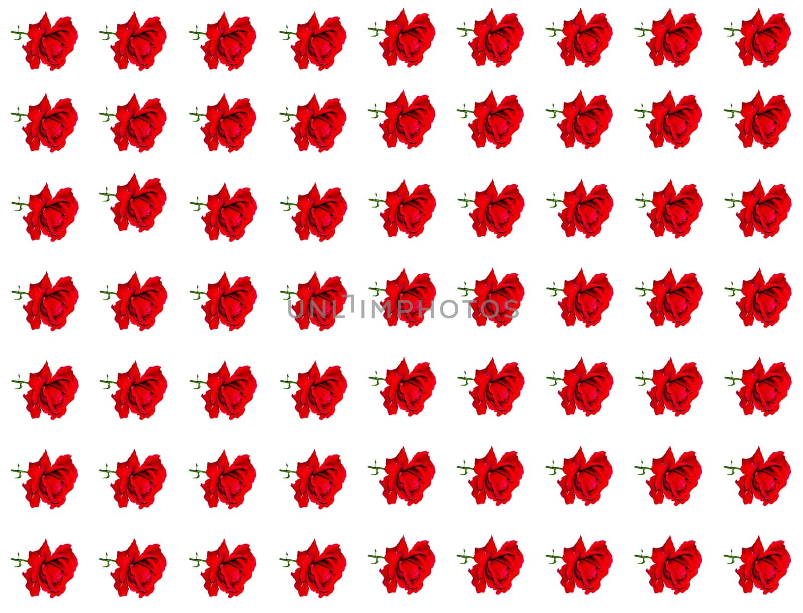 Red rose flower on a white background with place for text. Red Rose. Bouquet of flowers. Template for text. Bridal bouquet. Valentine's Day. Greeting card. Happy Birthday. Background image.