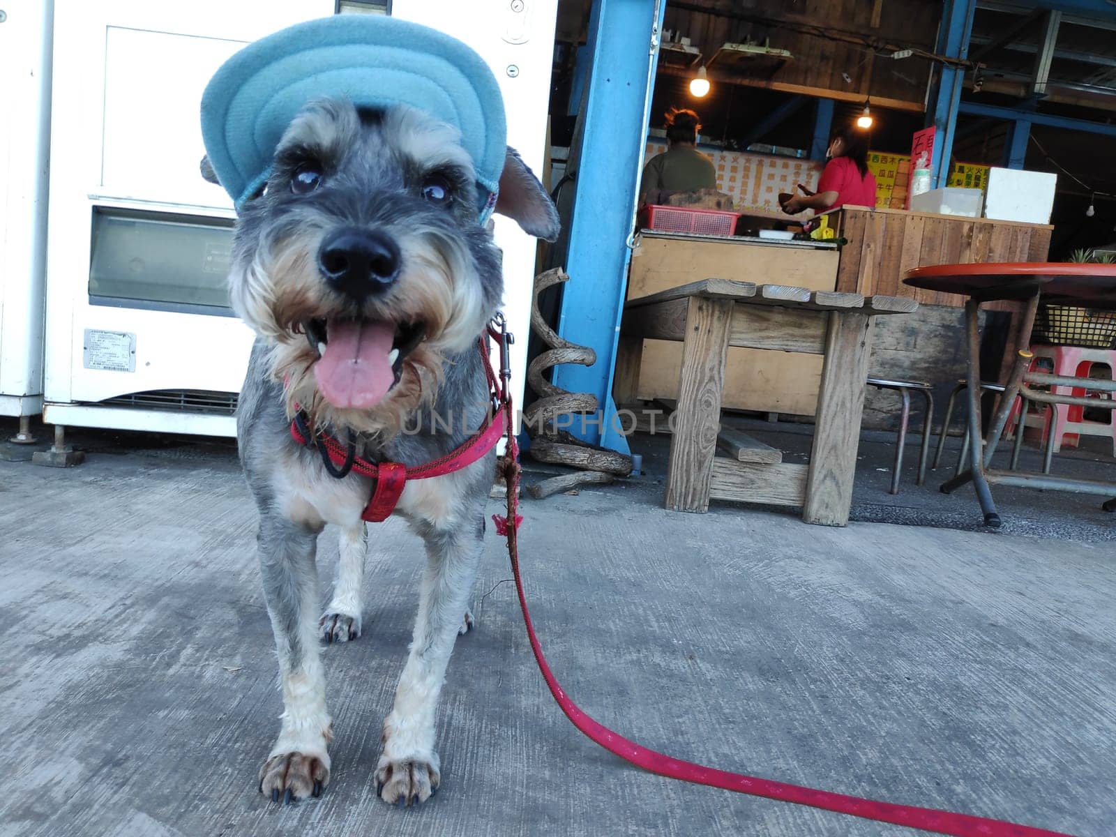 The small cute puppy with nice hat at bright background