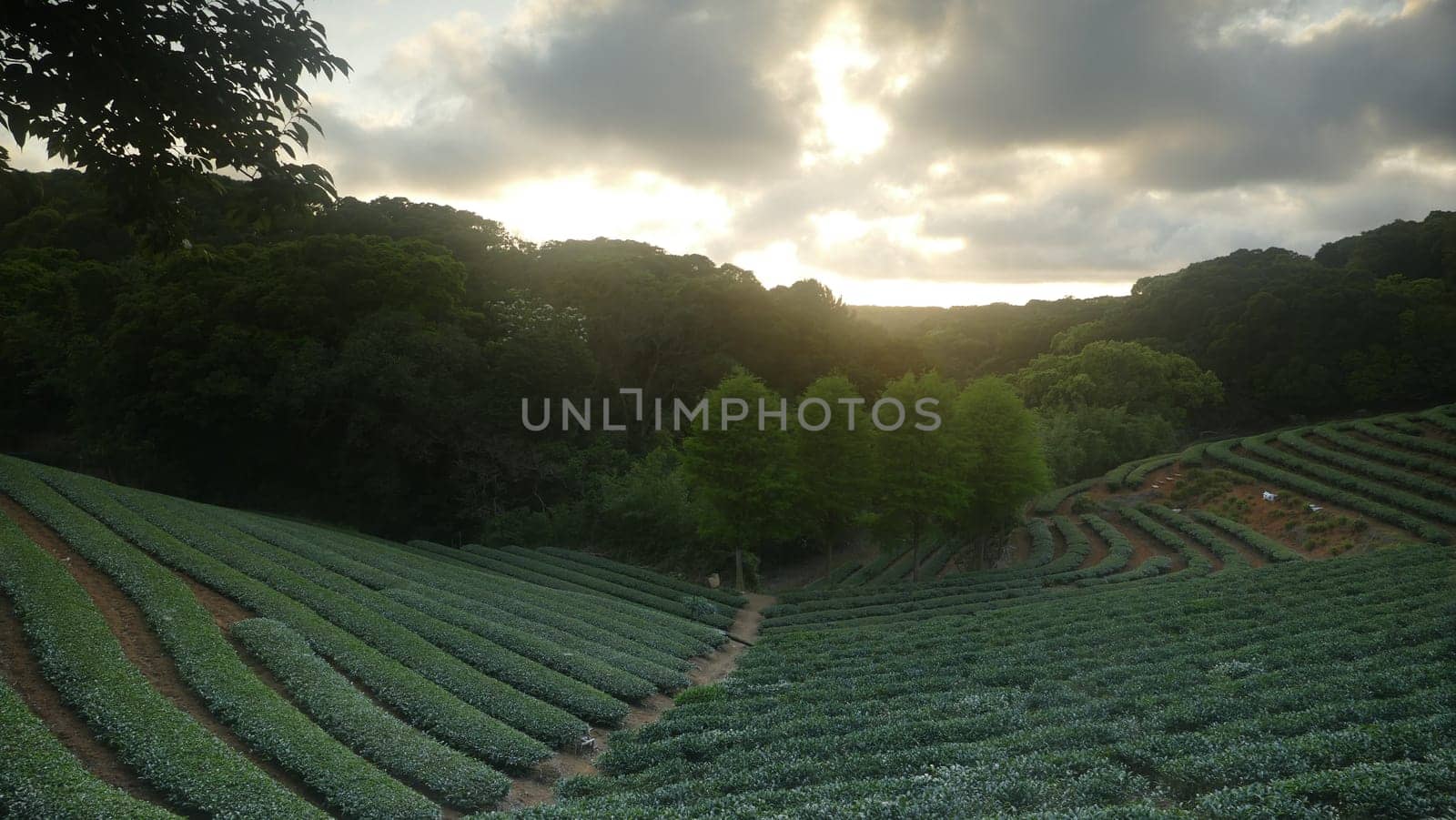 The tea garden sunset in the summer time with nice background view