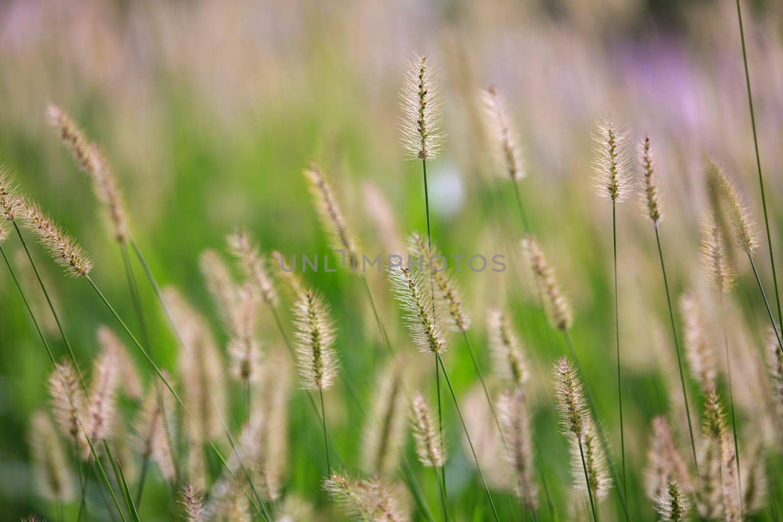 The green reed in meadow - beautiful nature in autumn