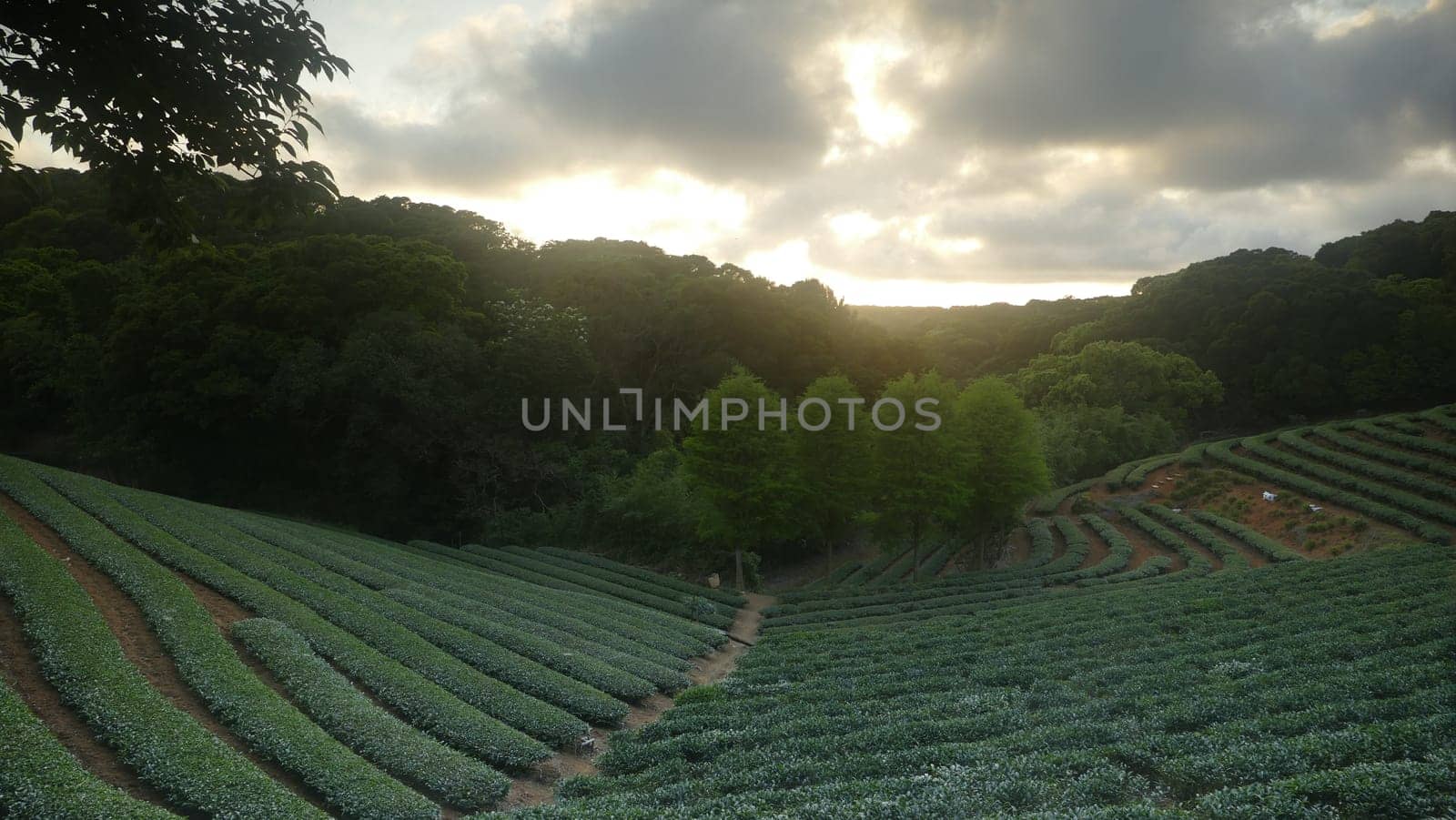 The tea garden sunset in the summer time with nice background view
