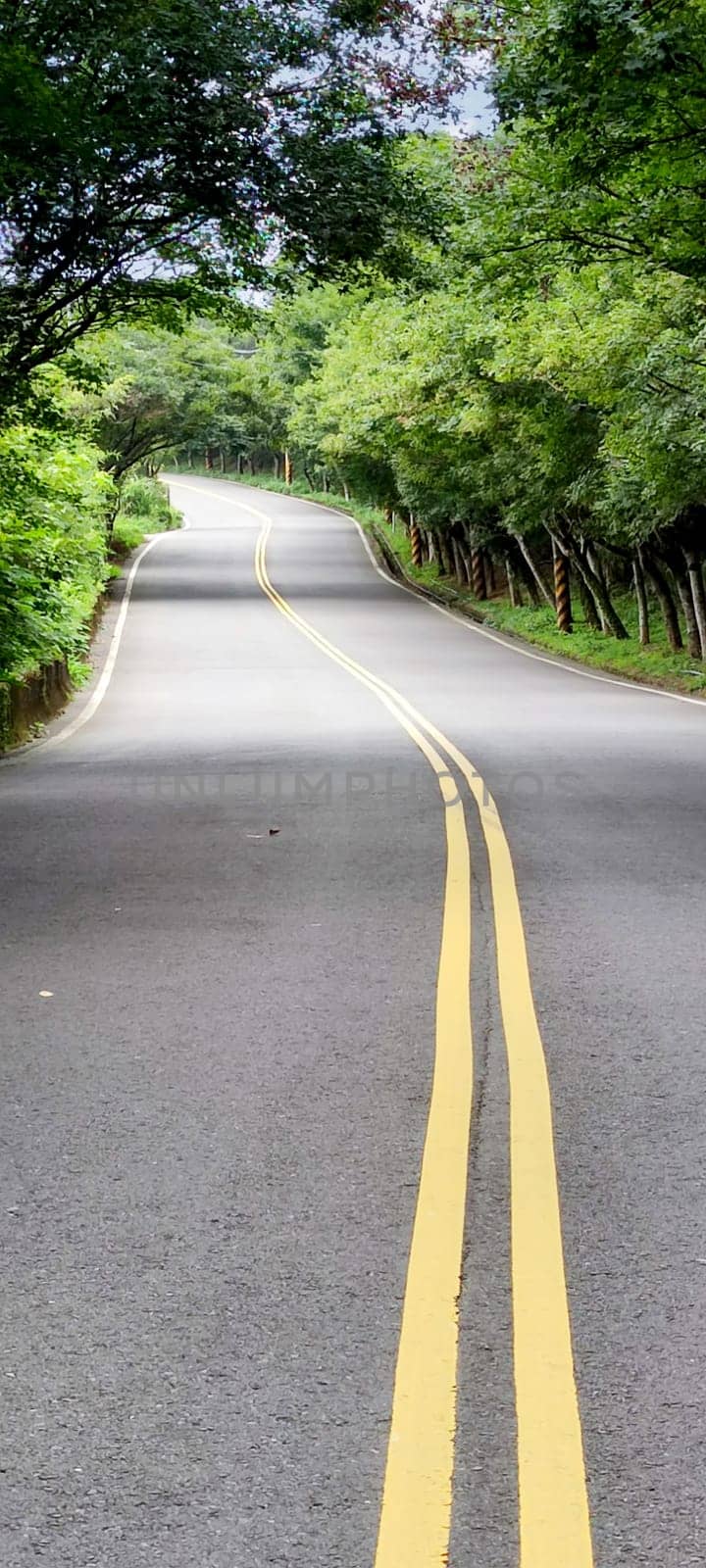 The Looking down a tree lined road into the distance