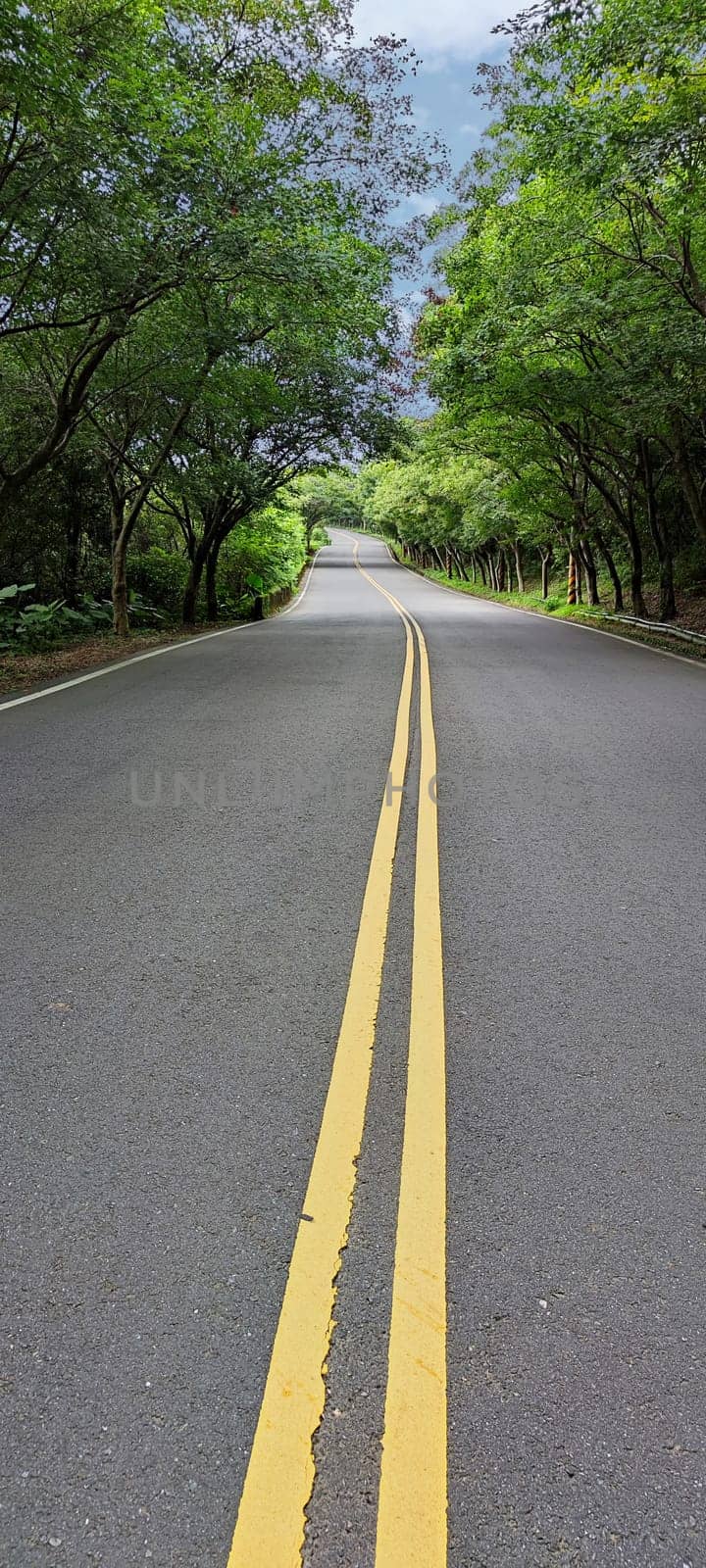 The Looking down a tree lined road into the distance