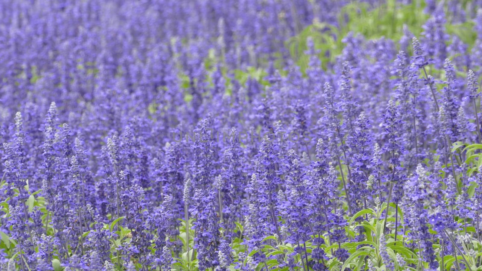 The Purple landscape with lavender flowers on a farm, small field with lavender
