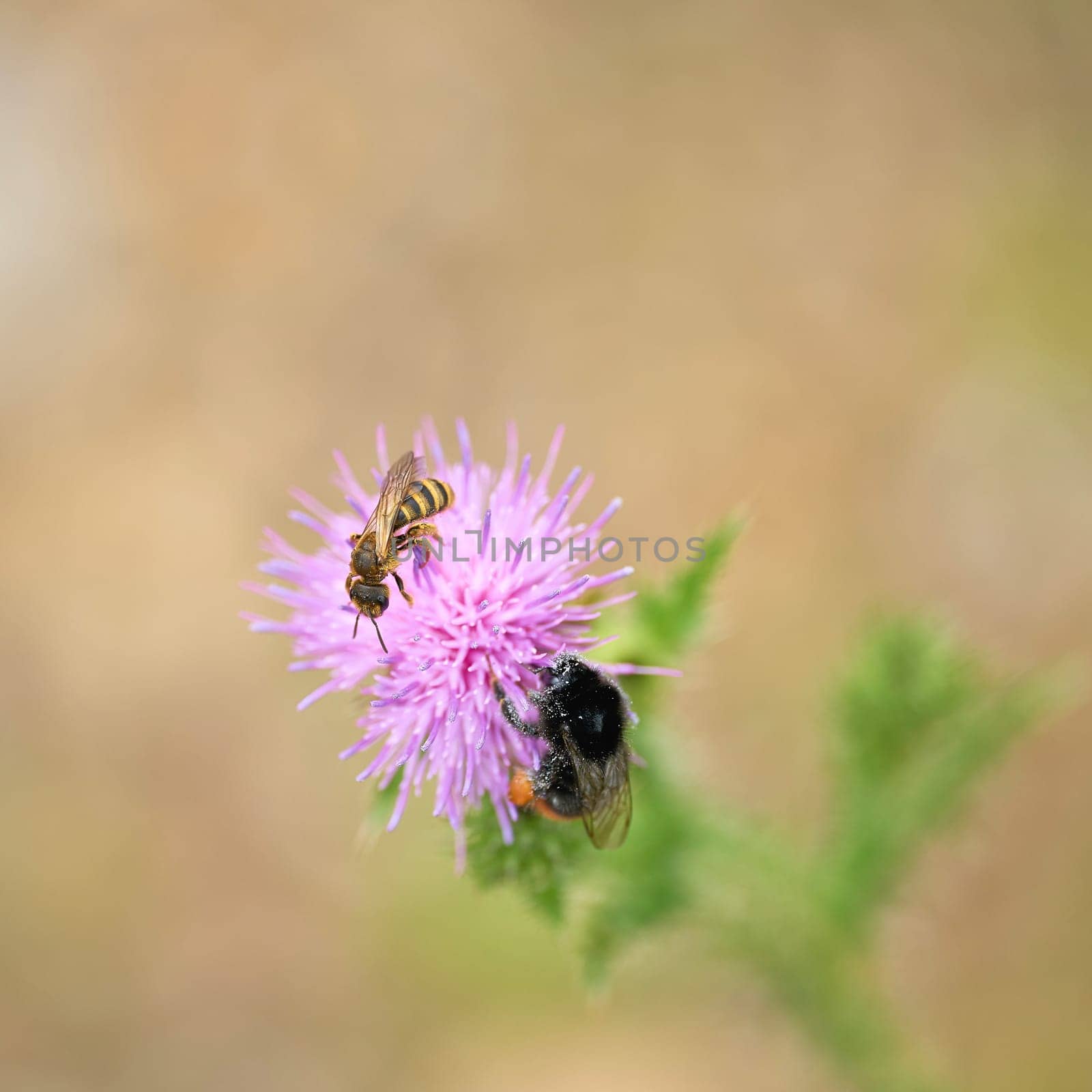 Close-up of a wasp and a bumblebee on the flower of a diestel in springtime
