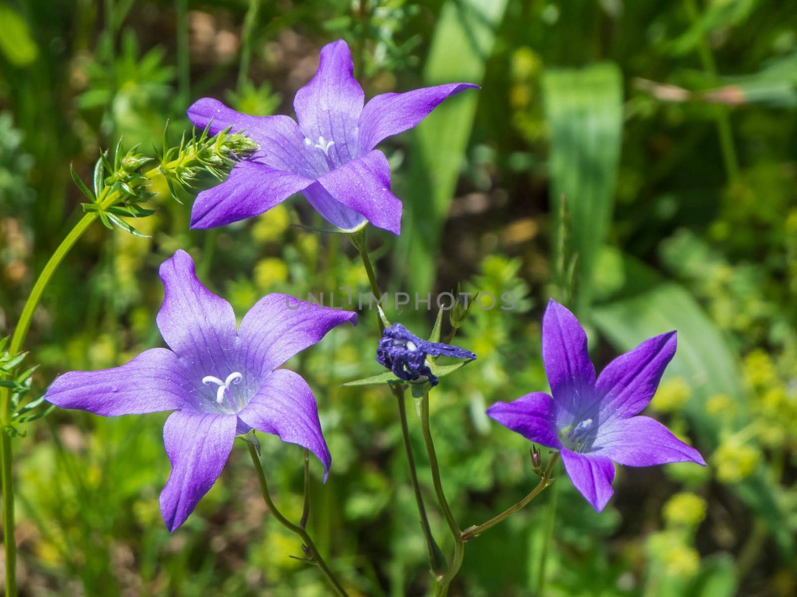 Close-up of three flowers of the broad-leaved bellflower (lat: Campanula latifolia) in front of a blurred natural background in Bavaria.