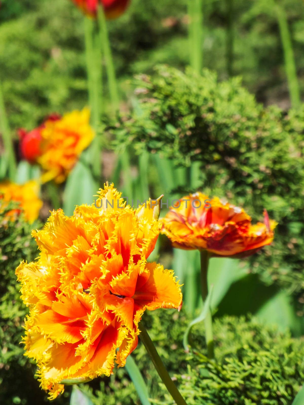 Close up of a yellow red tulip with serrated petals in front of a blurred natural background with further tulip flowers.