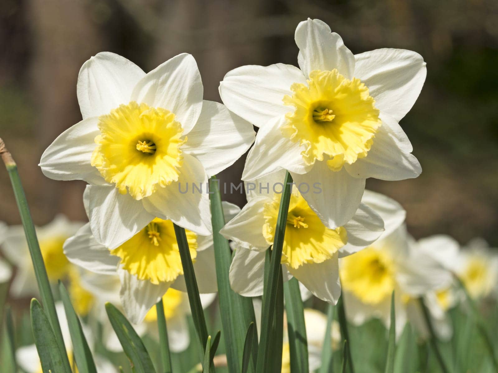 Daffodils in spring