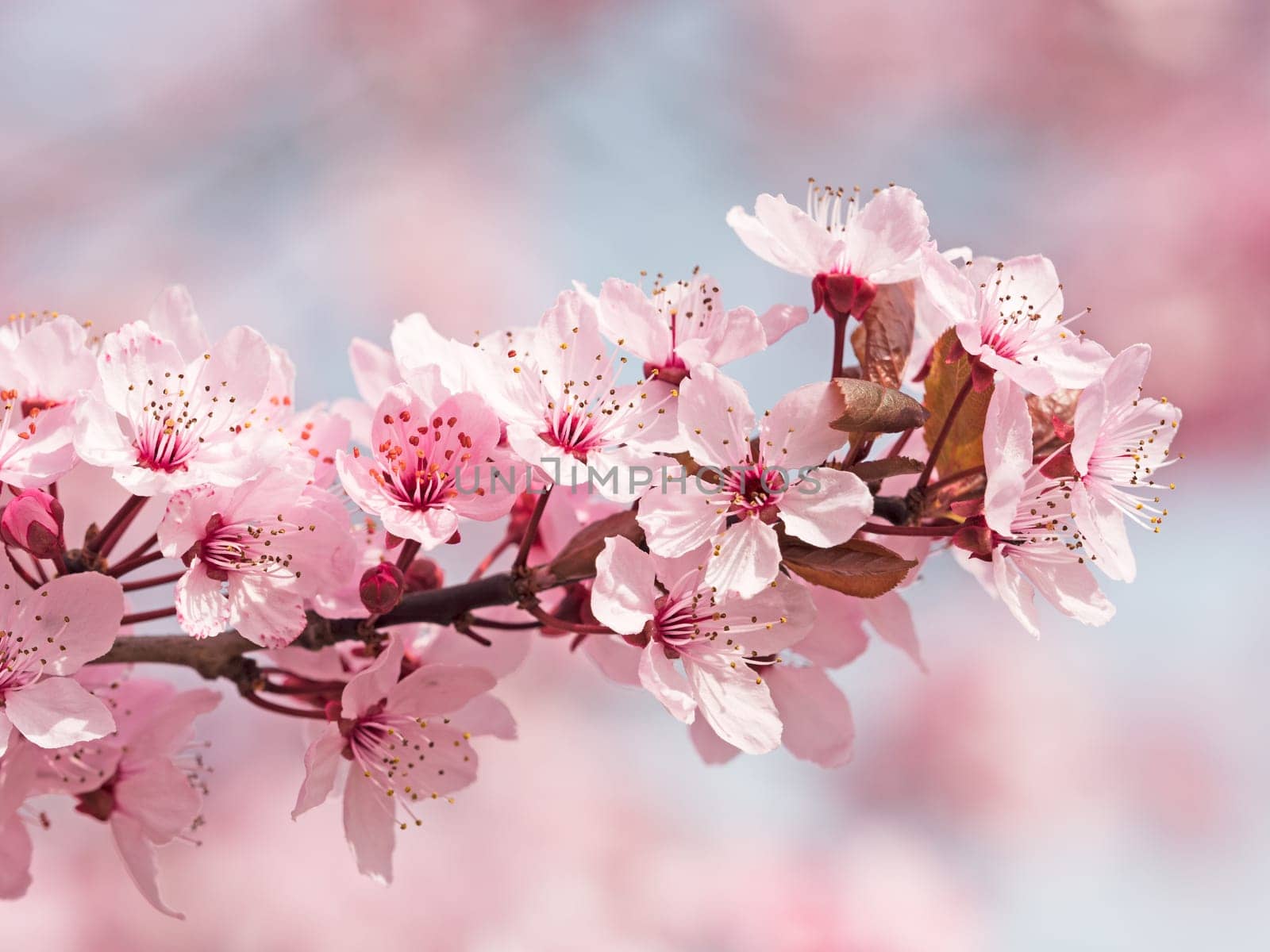 Japanese cherry blossom