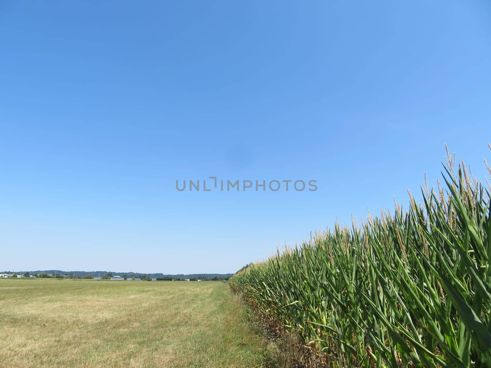 beautiful oversized natural cornfield with a meadow next to it