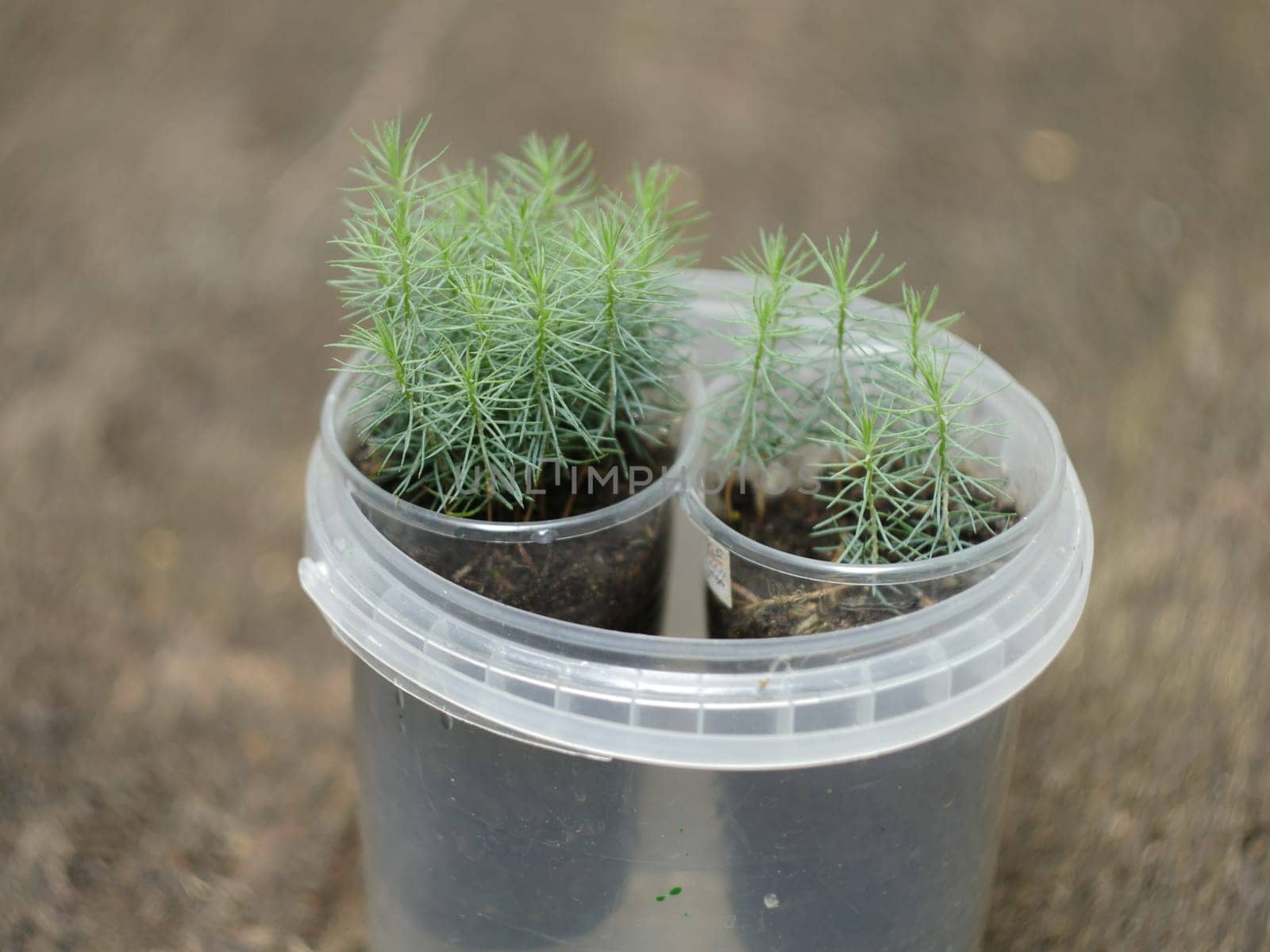 small green pine seedlings in pots close-up