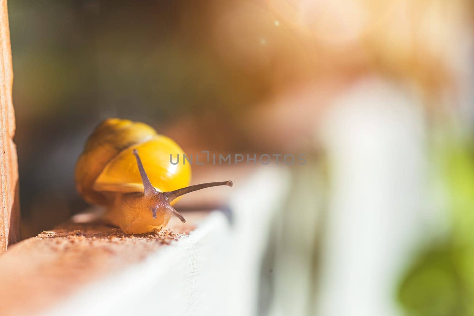 Snail crawling in the own garden after rain, close up