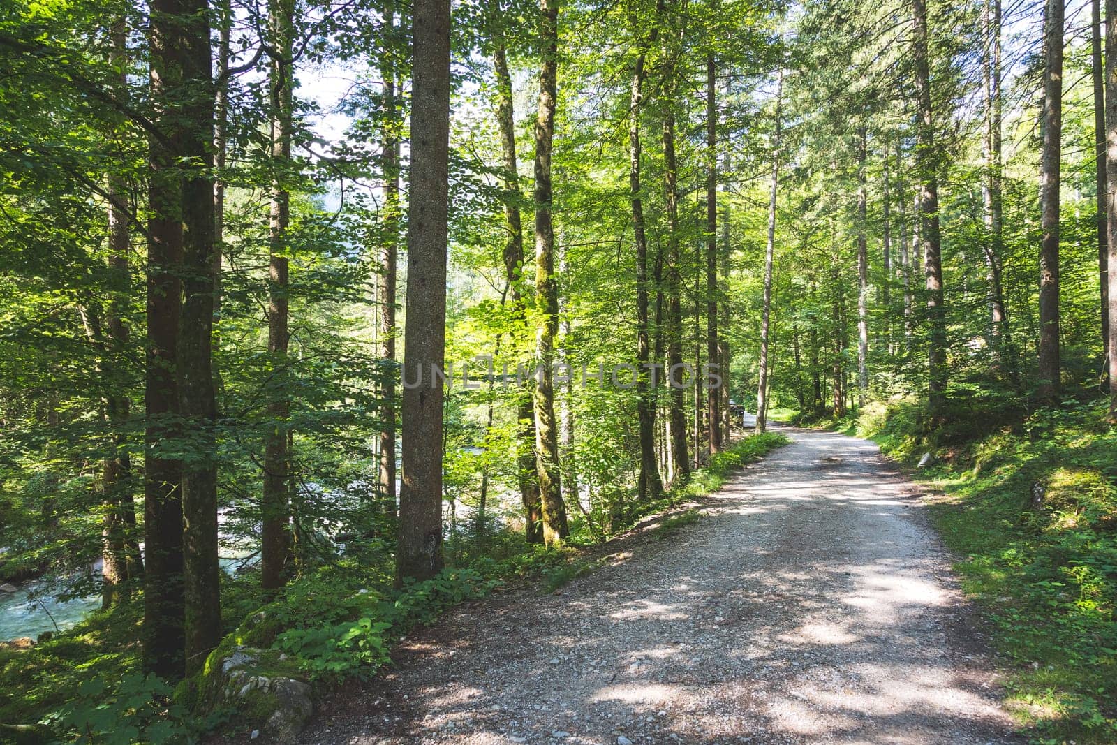 Beautiful forest landscape scenery in Bluntautal, Austria