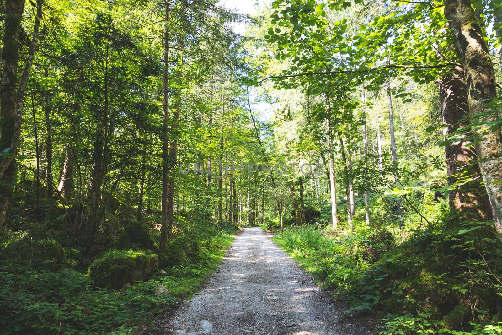 Beautiful forest landscape scenery in Bluntautal, Austria