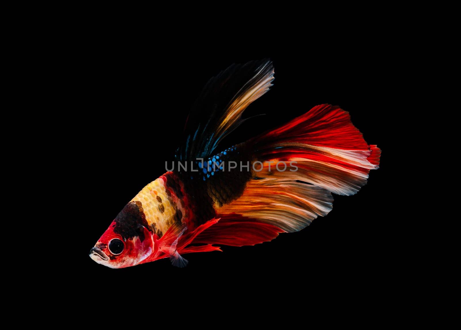 Siamese fighting fish or Betta splendens fish, popular aquarium fish in Thailand. Colorful half moon tail betta fighting fish motion isolated on black background