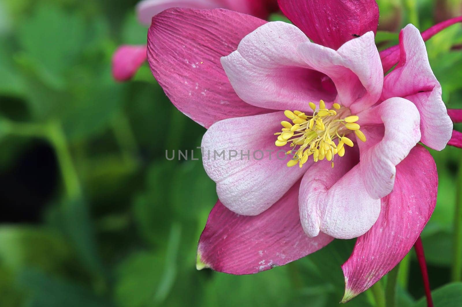 Closeup of the pink multicolored petals on a Columbine.