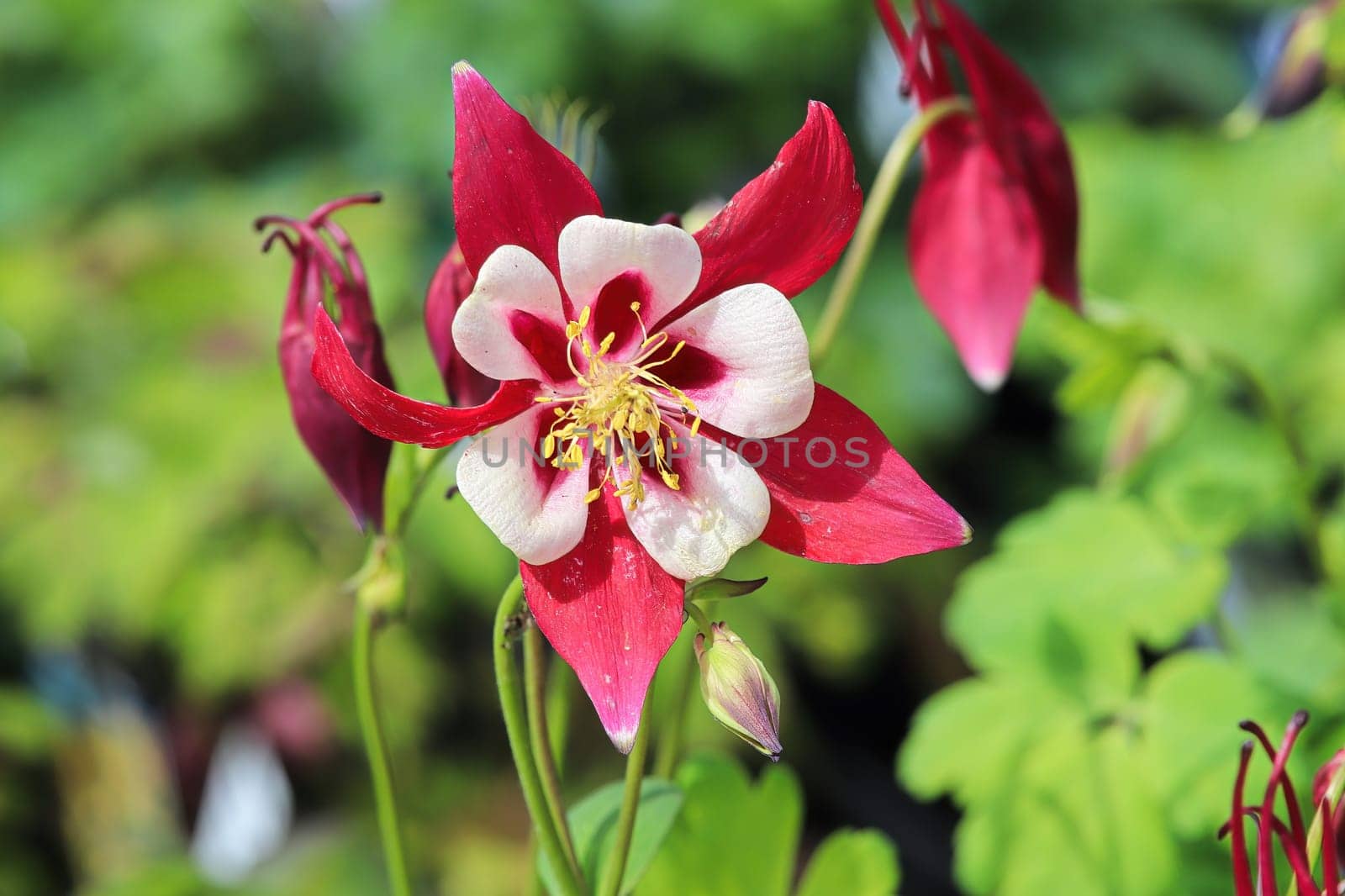 Closeup of the pink multicolored petals on a Columbine.