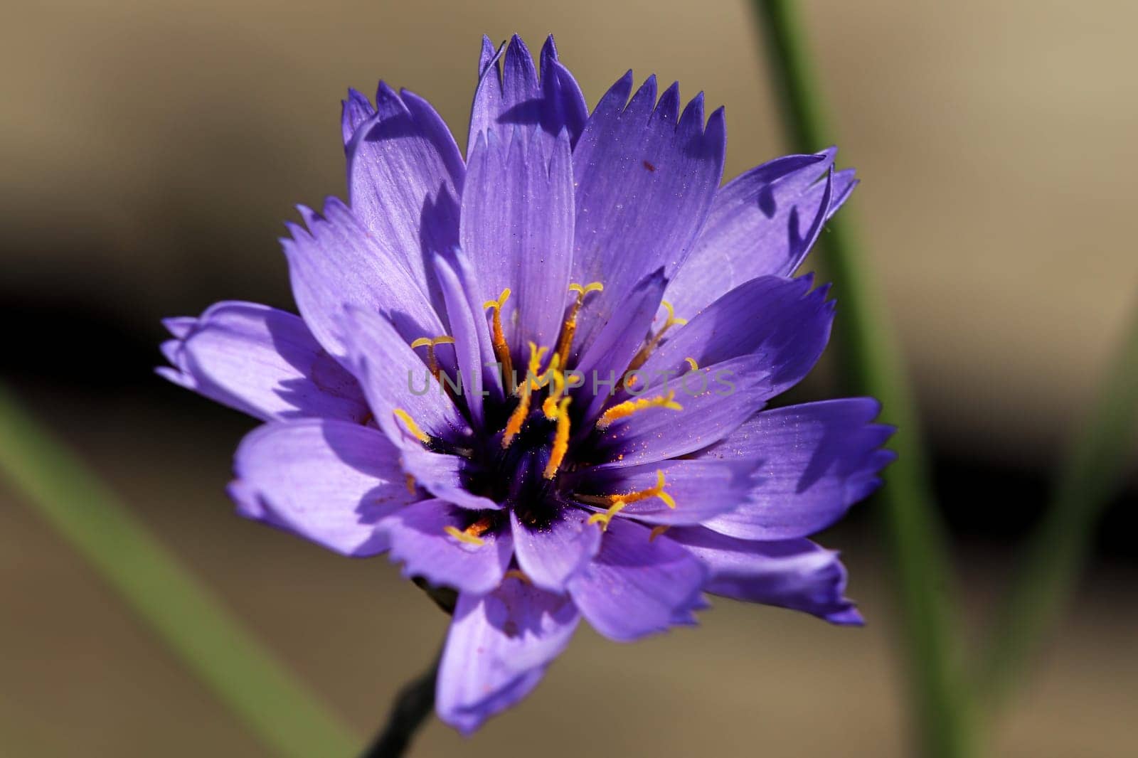 Top view of a purple and yellow Cornflower blooming.
