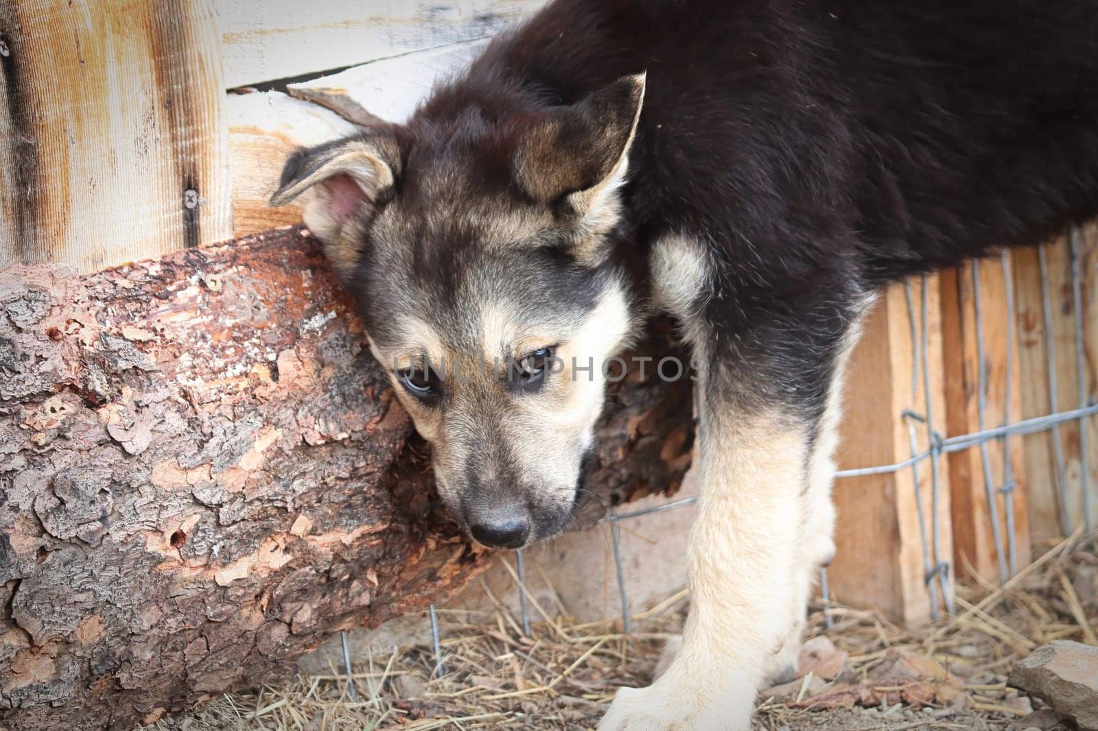 A shy unsure puppy hides to the side of a fence.