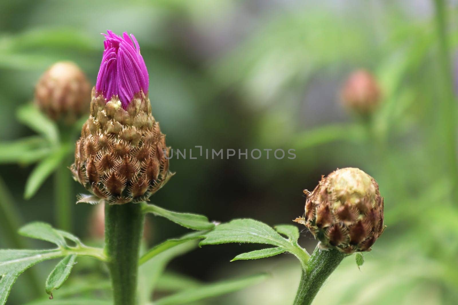 Unopened flower buds on a Cornflower in spring.