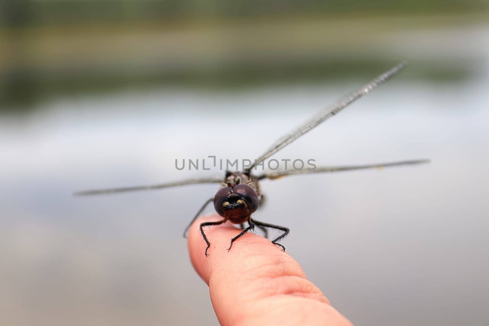 A dragonfly resting on the tip of a finger.