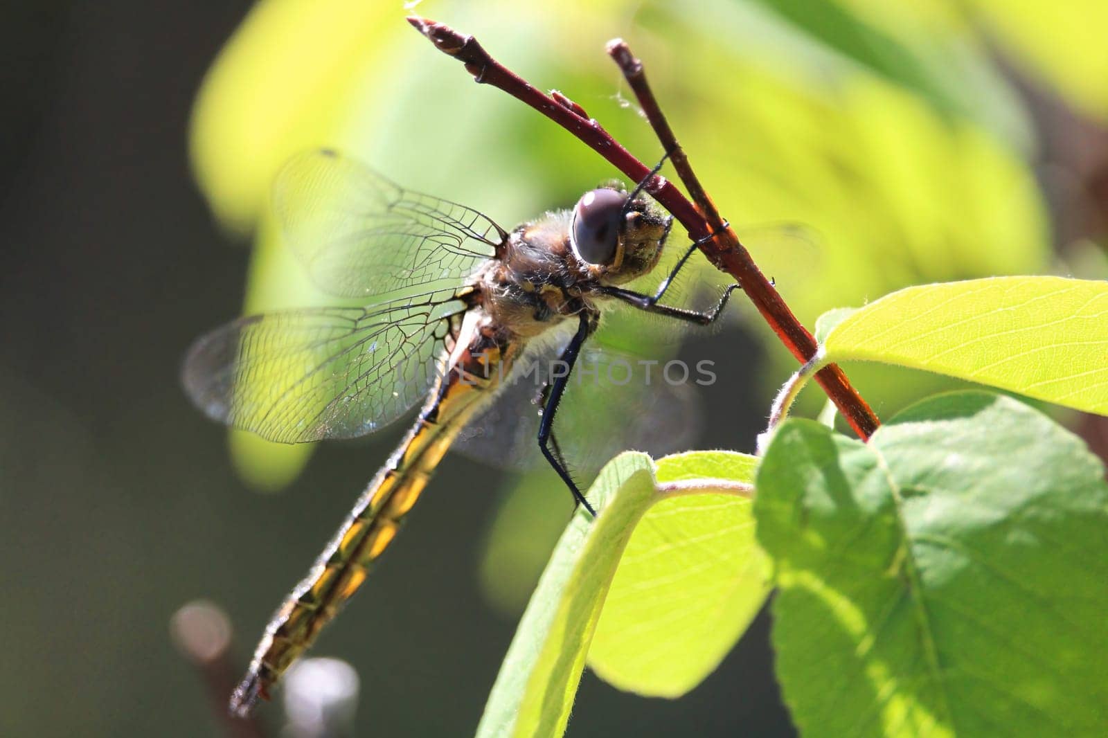 Closeup of a dragonfly resting on a tree branch.