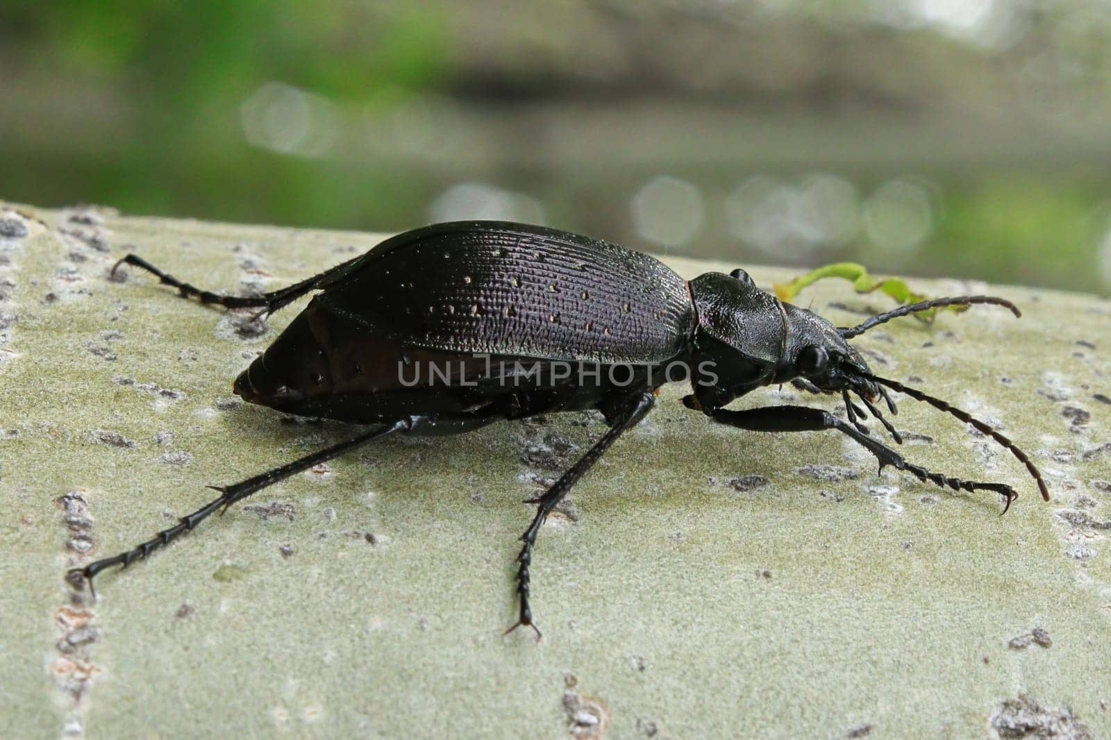 A Purple Rimmed Carabus beetle crawls on a tree trunk.