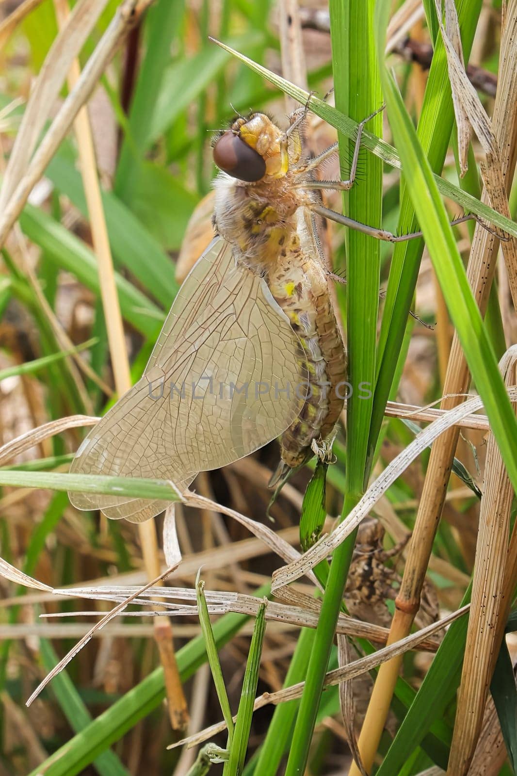 Macro view of a dragonfly unopened wings just after hatching.