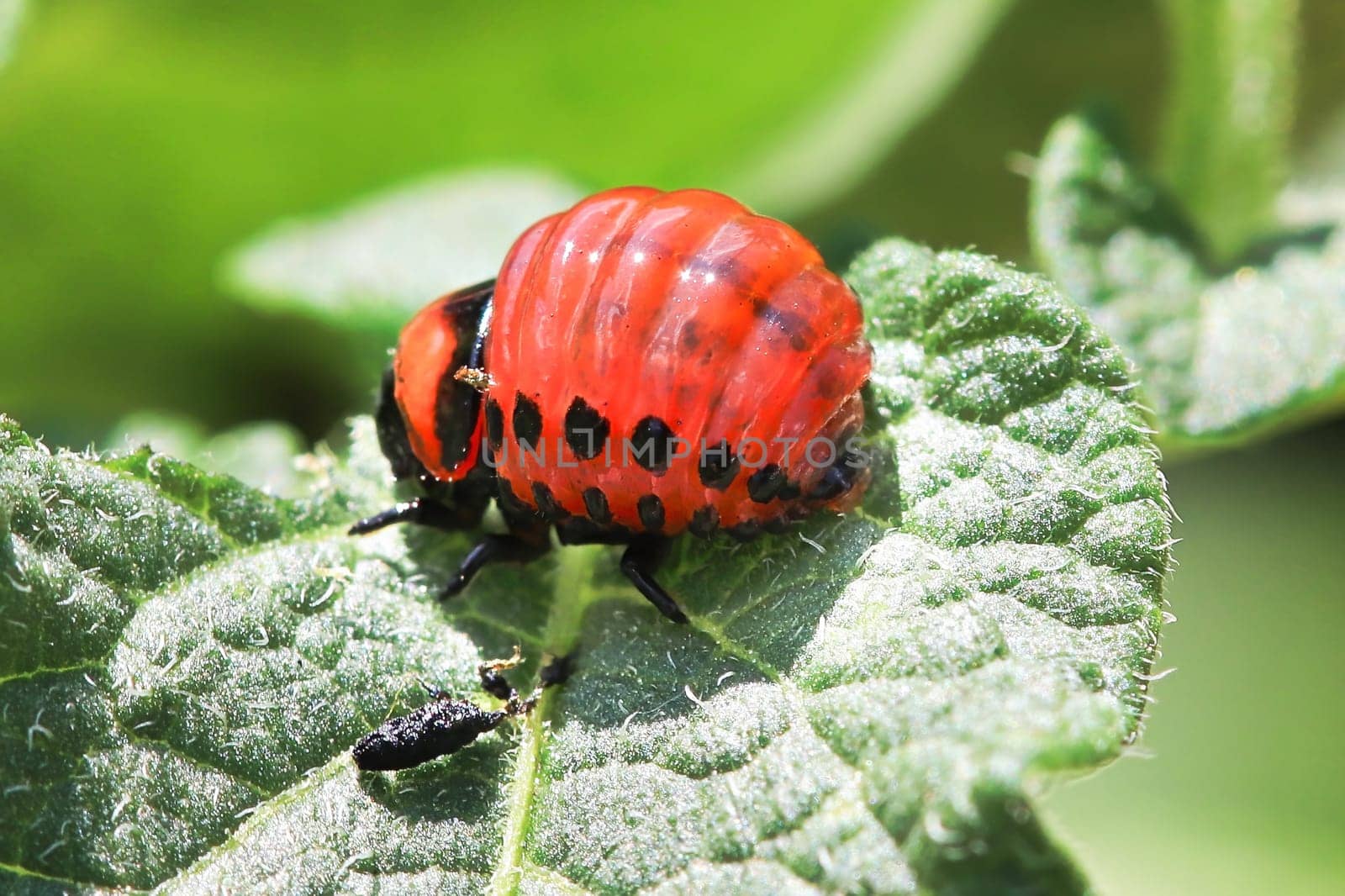 Macro of an orange potato beetle larvea.