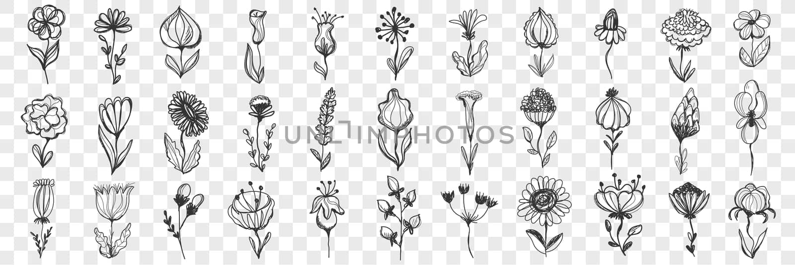 Flowers doodle set. Collection of hand drawn beautiful flowers with stem, bud and leaves for decoration isolated on transparent background. Illustration of nature blossom and bloom various types