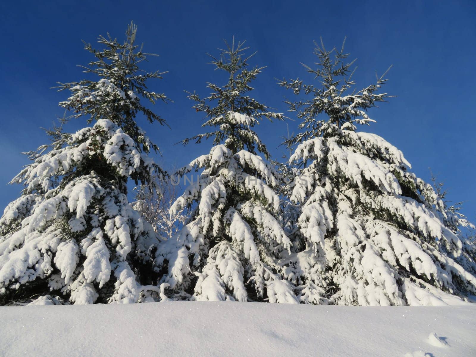 snow white cold winter beautiful ice cream trees landscape