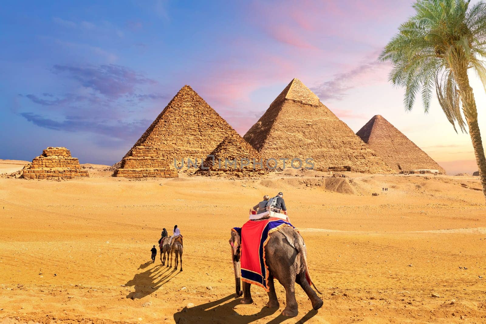 Elephants and camels behind the palm in the desert near the Pyramids of Giza, Egypt.