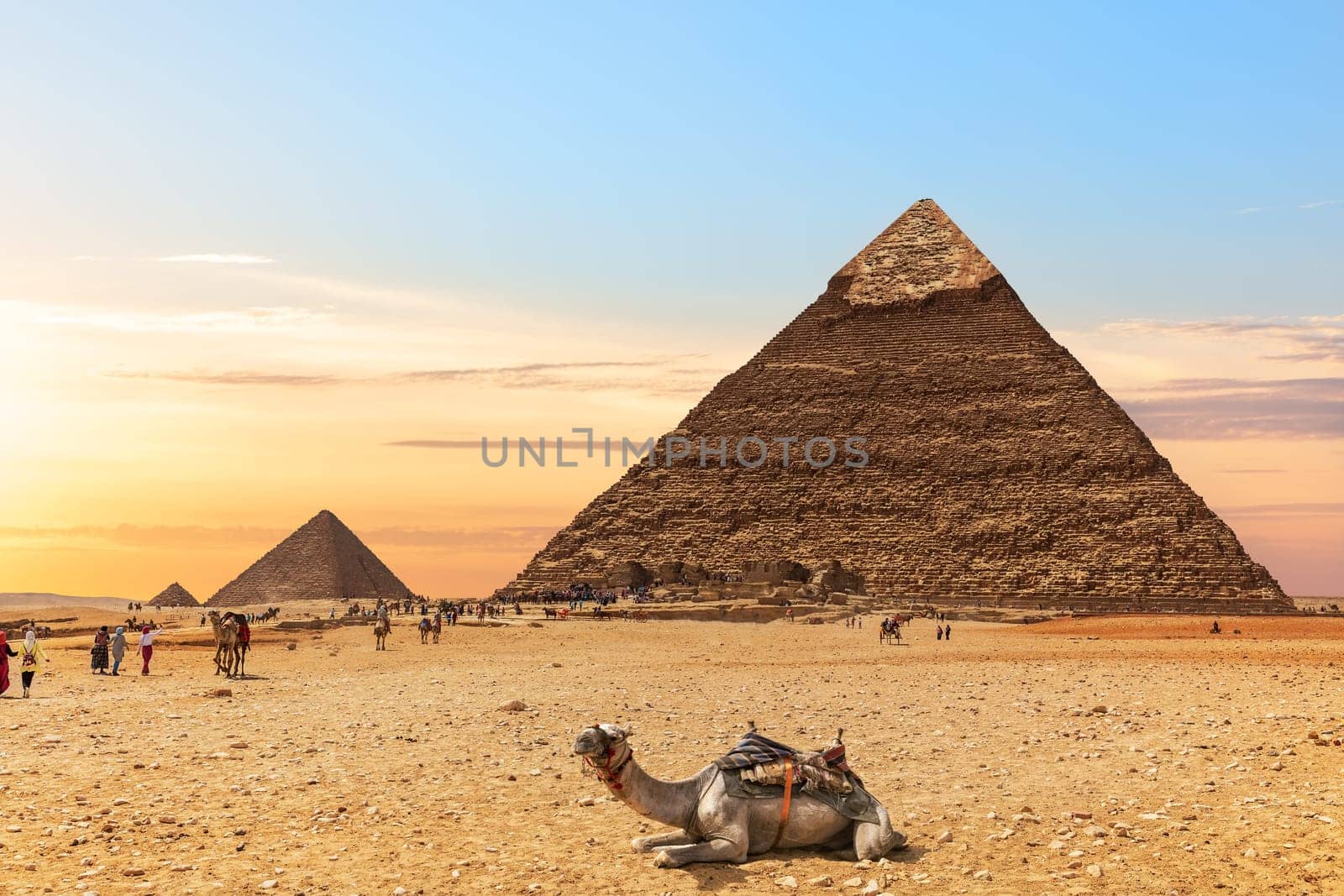 A camel by the Pyramids of Egypt, Giza.