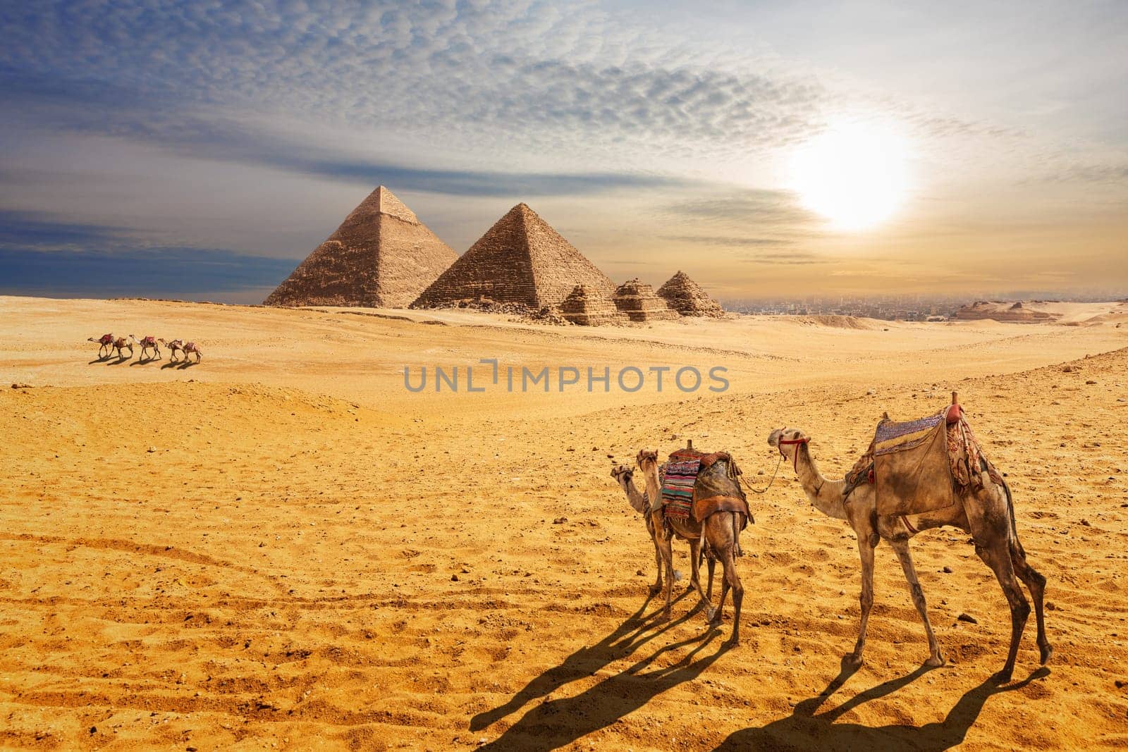 Sunset desert scenery, beautiful view of the Pyramids of Giza and camels, Egypt.