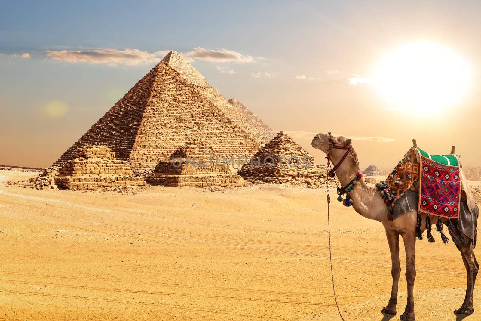 A camel by the Pyramids of Egypt in the desert of Giza.