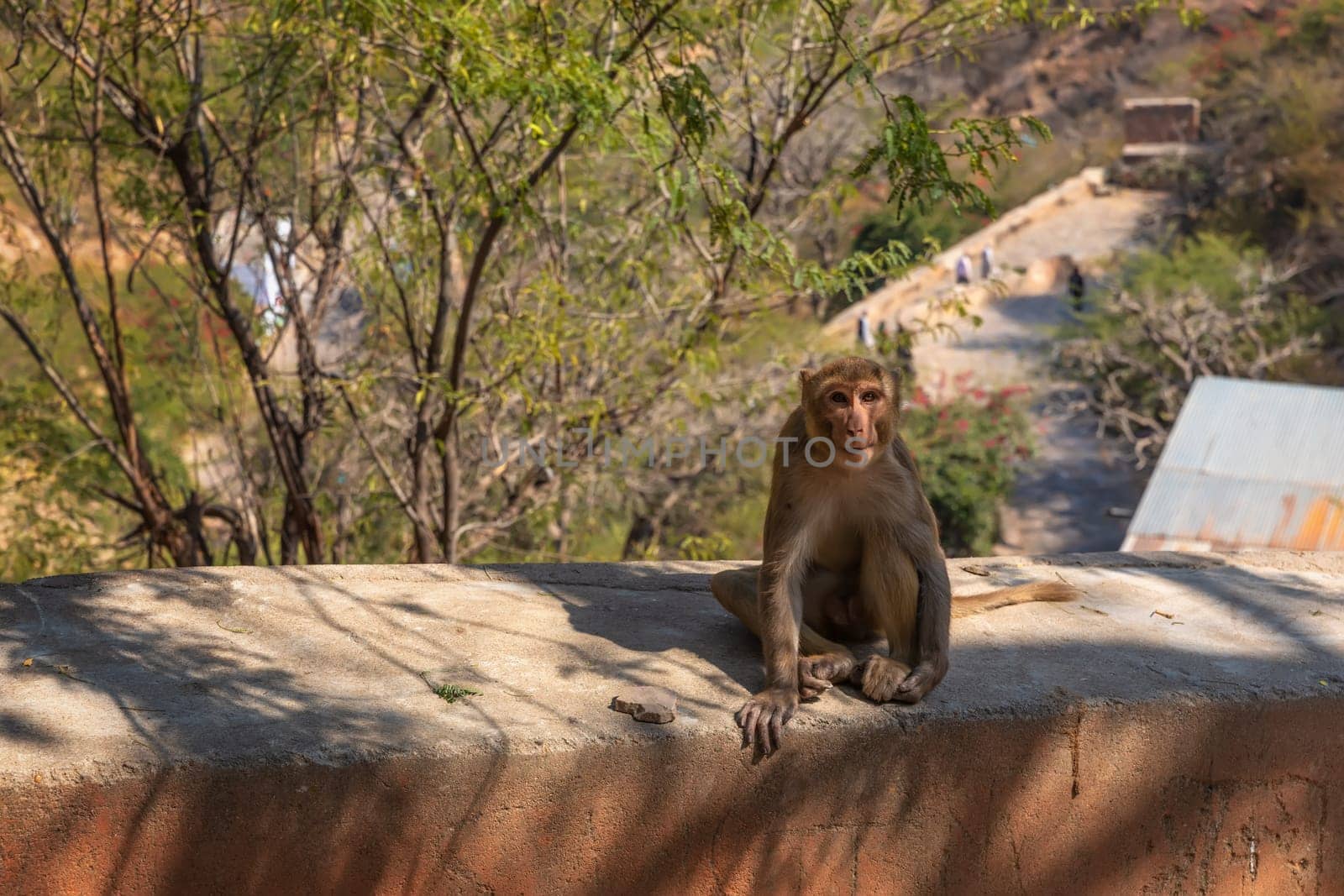 Cute monkey of India, Monkey Temple or Galta Ji Temple in Jaipur.