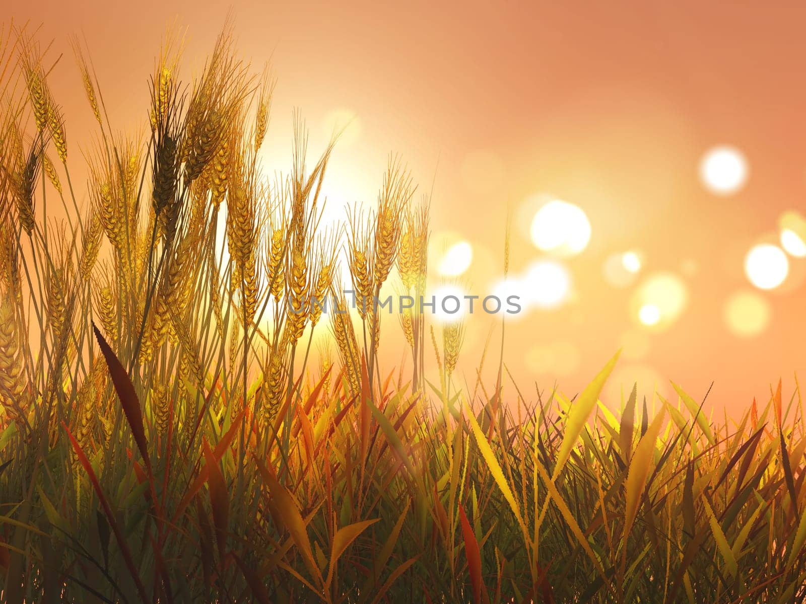 3D render of Autumn wheat against sunset sky
