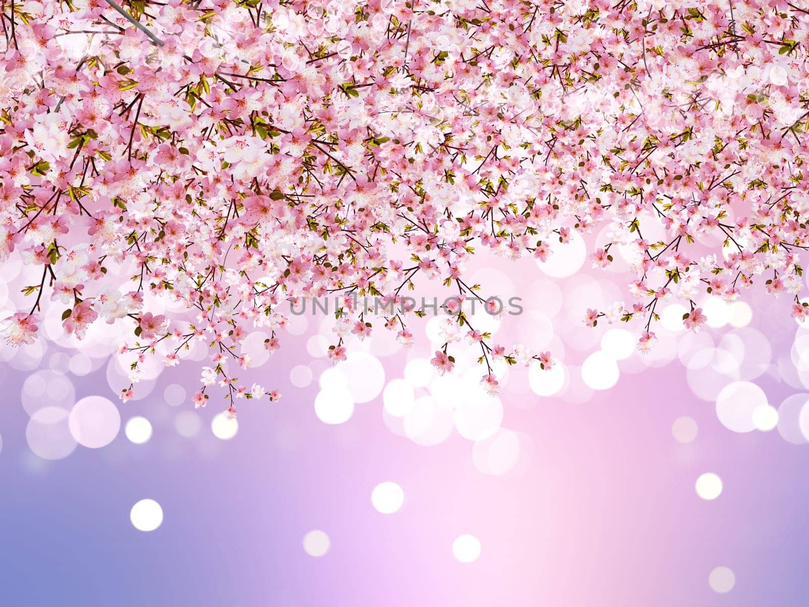 3D render of a Cherry blossom on a bokeh lights background