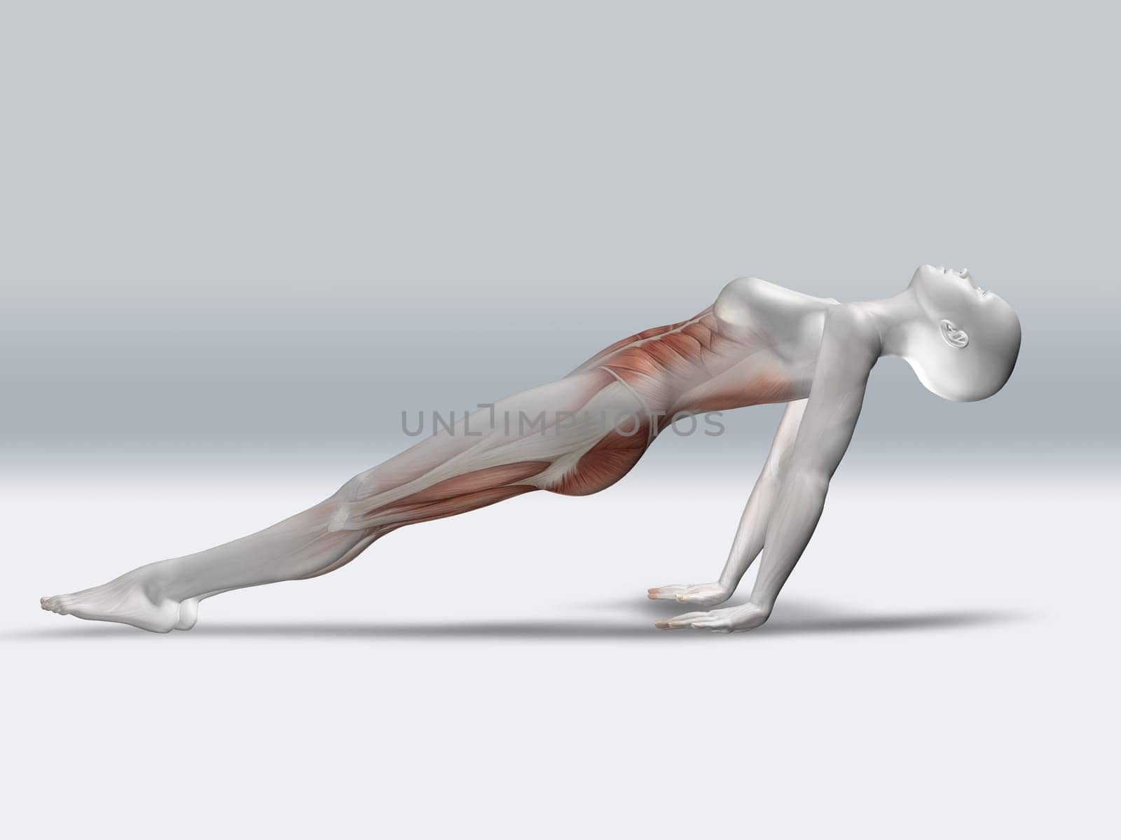 3D render of a female figure in reverse plank pose with muscles highlighted