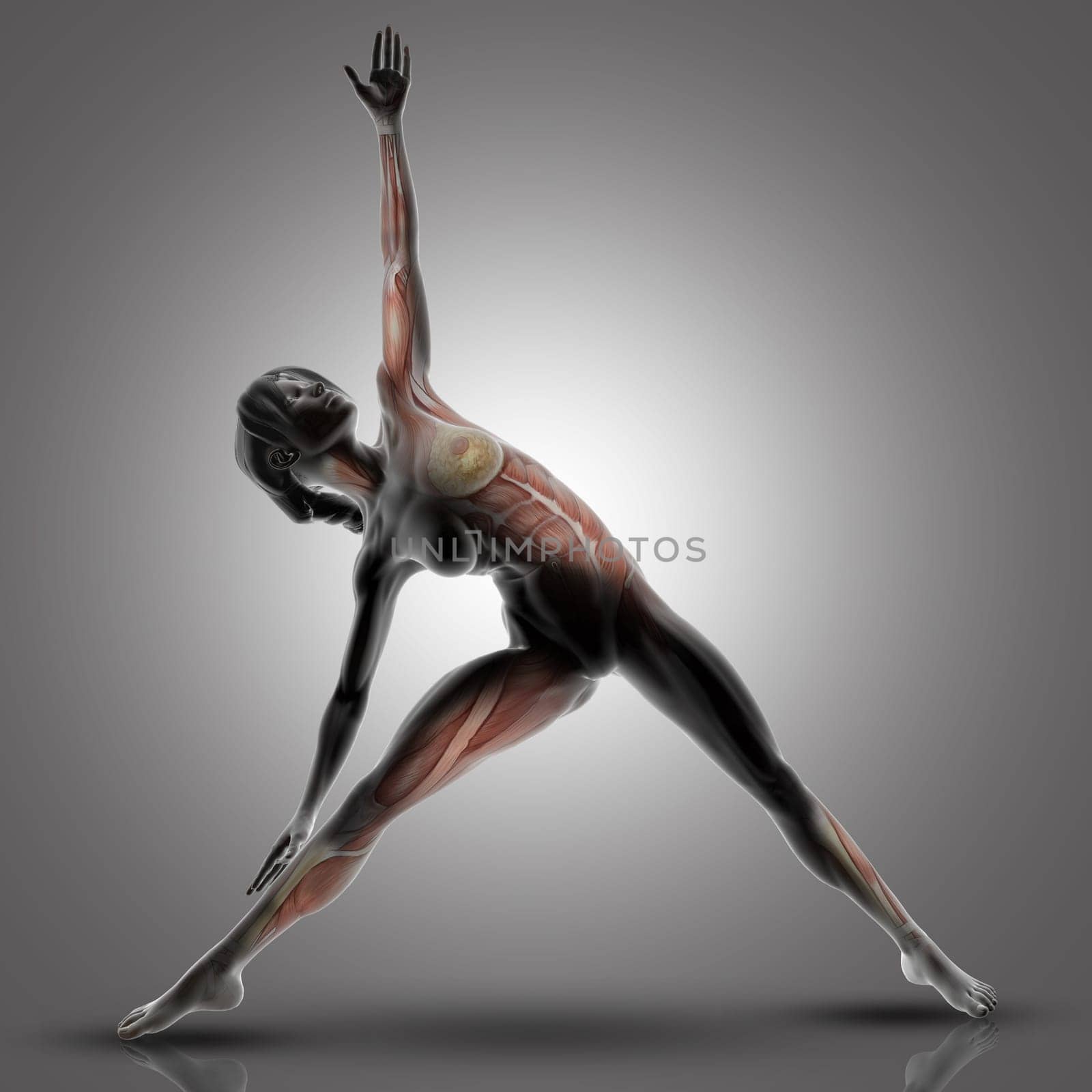 3D render of a female figure in triangle yoga pose with muscles used highlighted