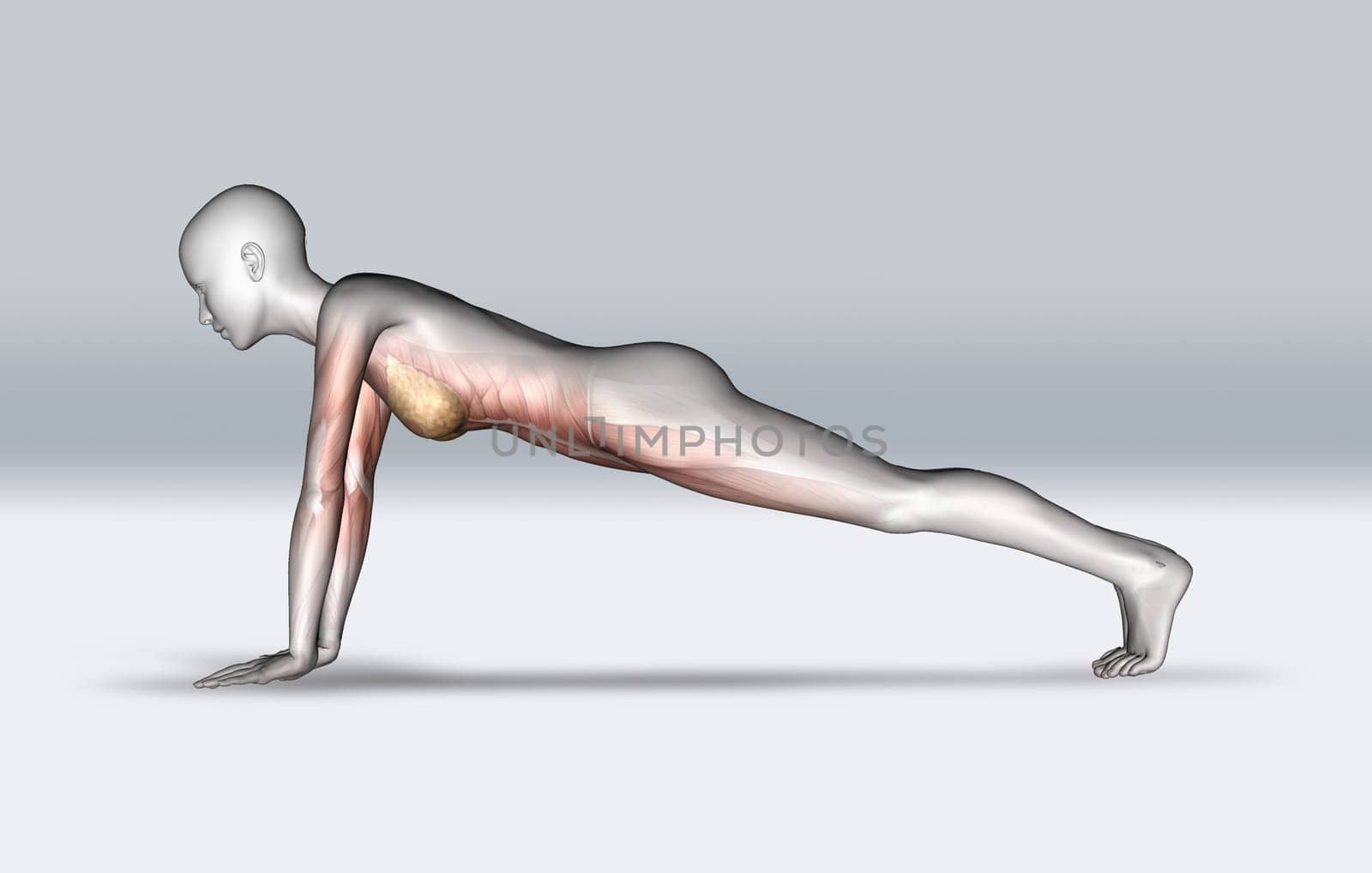 3D render of a female figure in plank pose with muscles highlighted