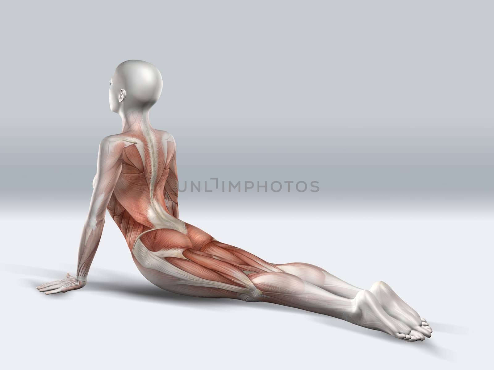 3D render of a female figure in upward facing dog pose with muscles used highlighted