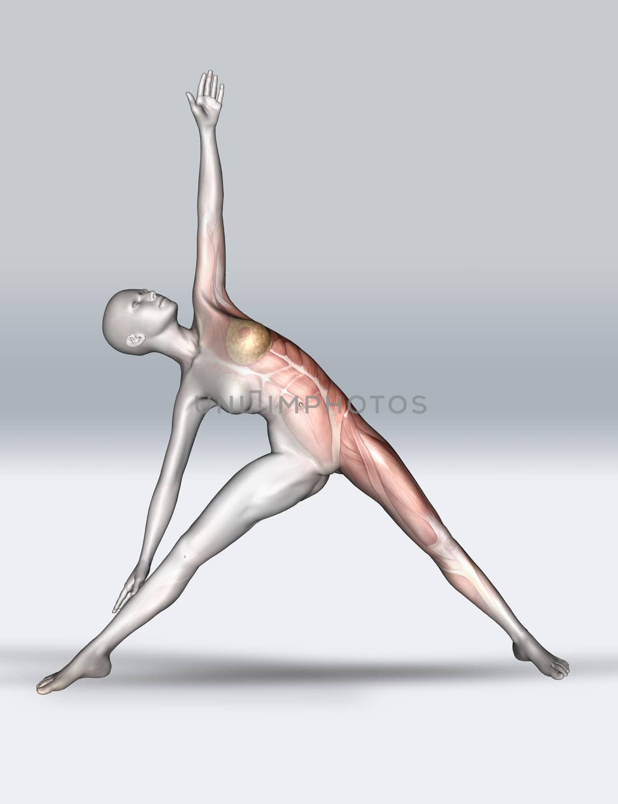 3D render of a female figure in yoga pose with muscle map