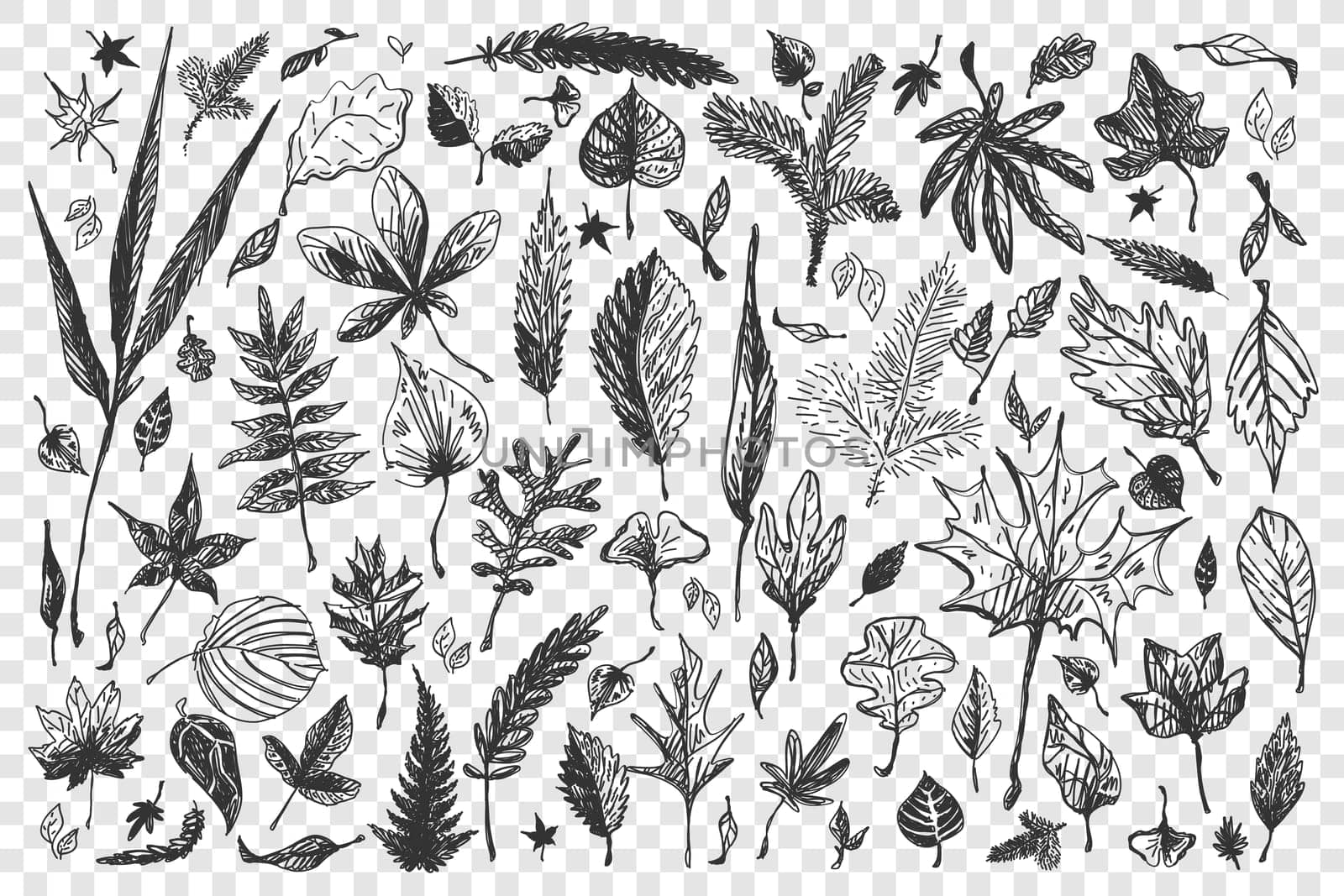 Leaves doodle set. Collection of different shape decorative autumn spring season falling tree birch oak foliage isolated on transparent background. Part of forest nature hardwood plants illustration.