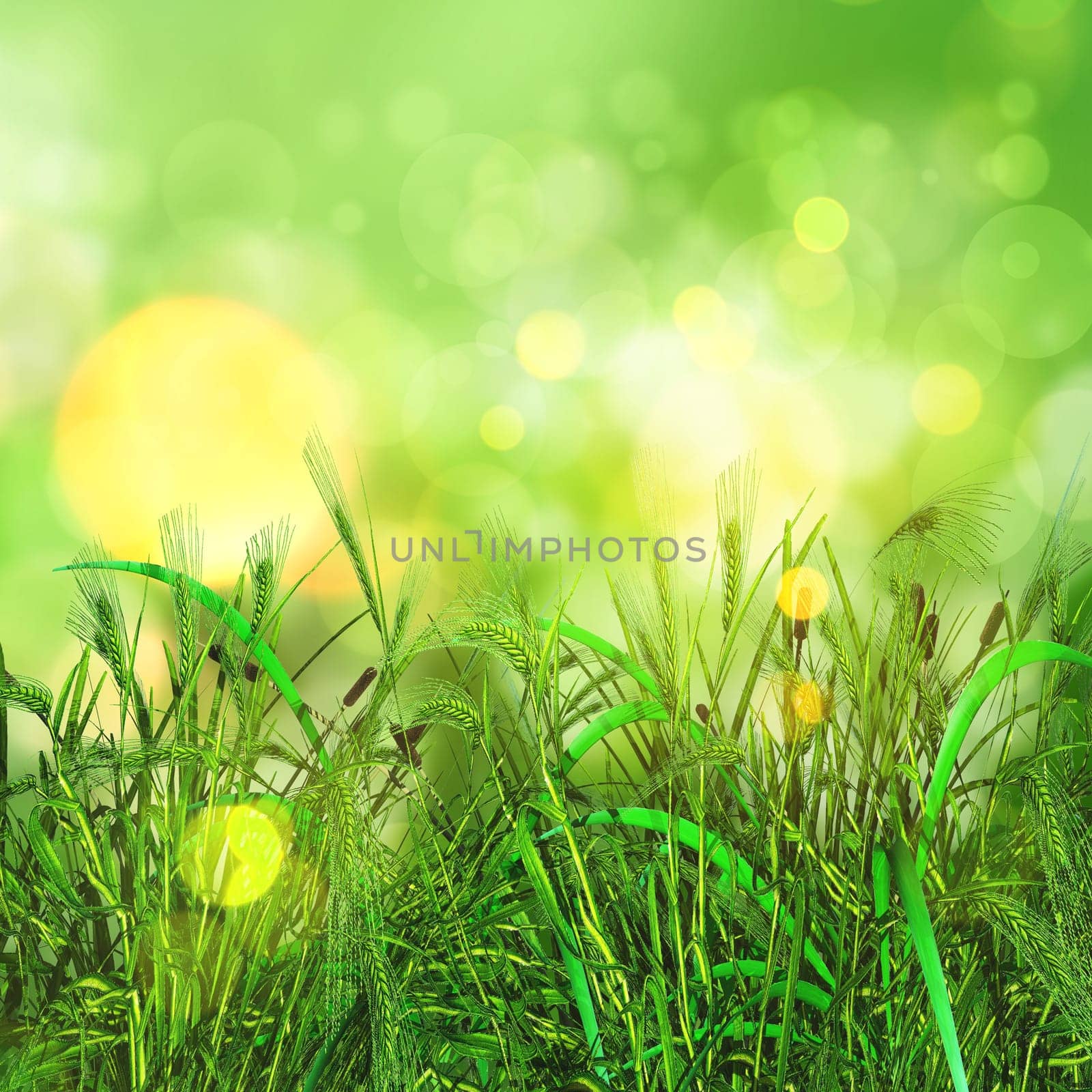 3D render of a green grass and wheat on a bokeh lights background